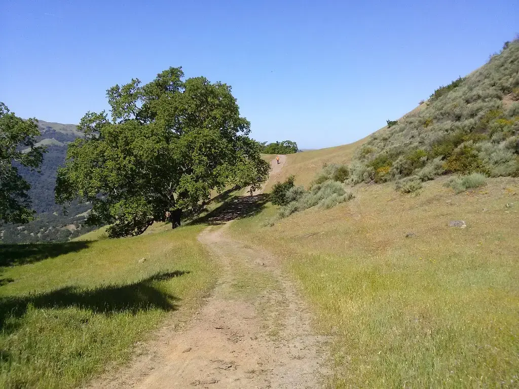 A dirt path winds up a sunny, grassy hillside with large trees.
