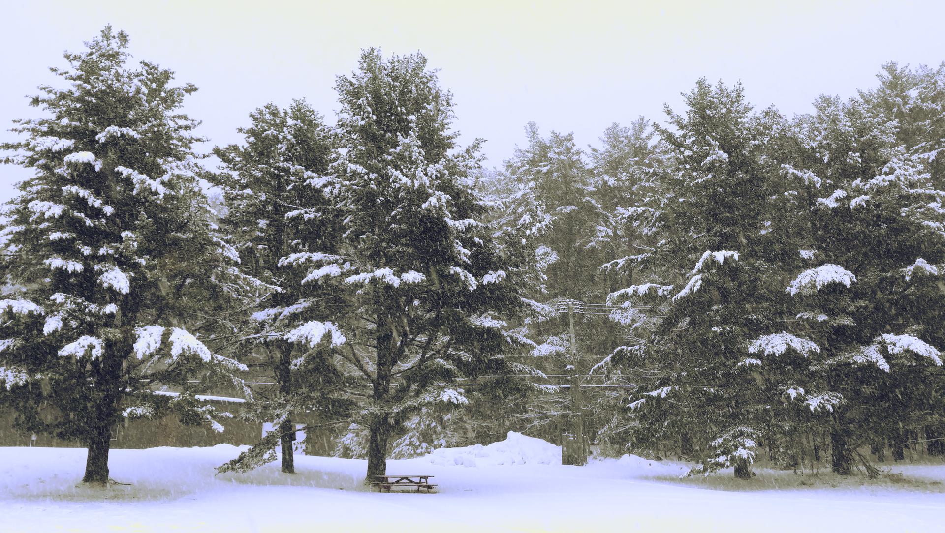 Snow falling on evergreen trees and a picnic table in a winter landscape.