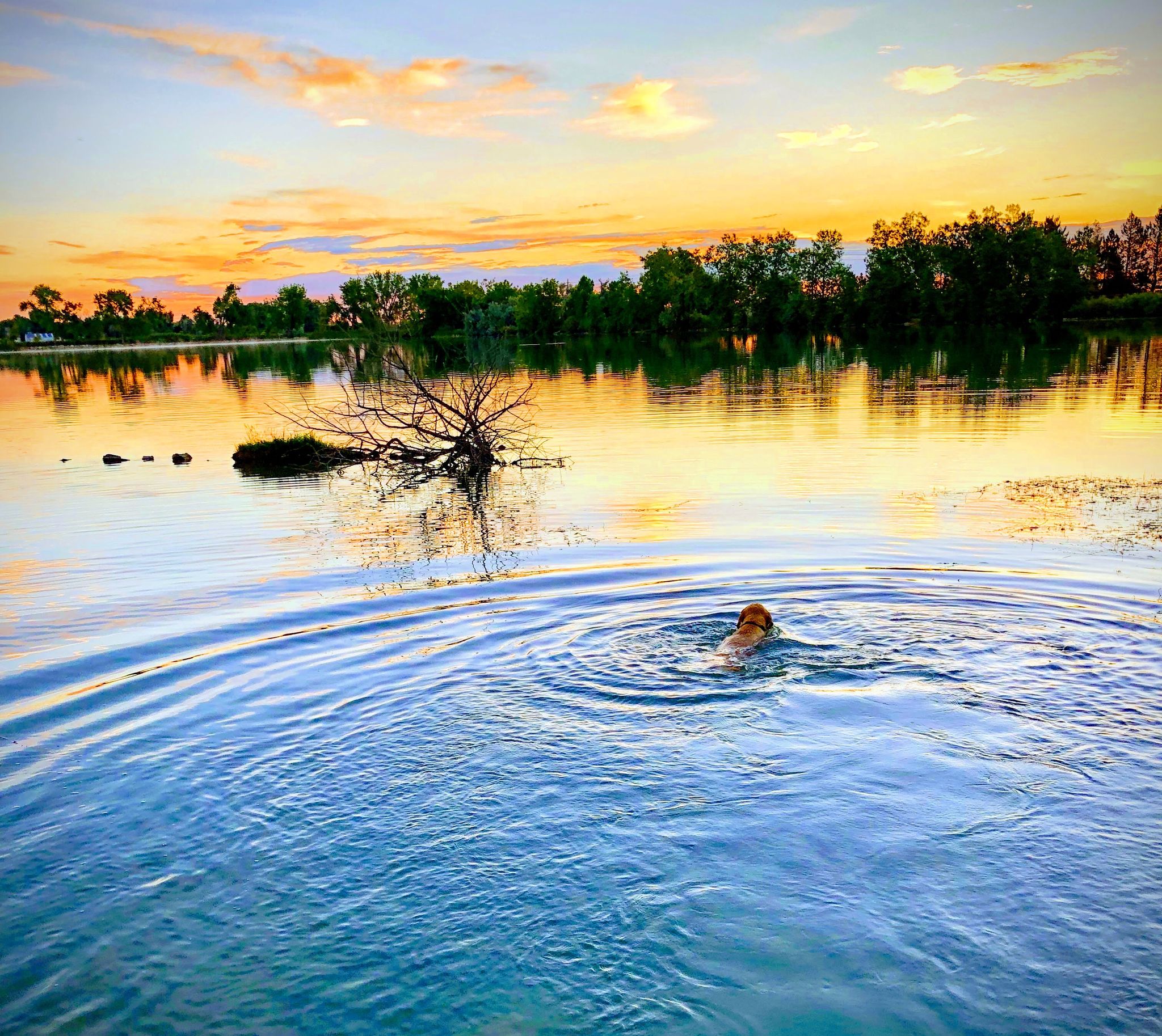 A dog swims in a lake at sunset, with colorful sky and trees. - Coot Lake loop