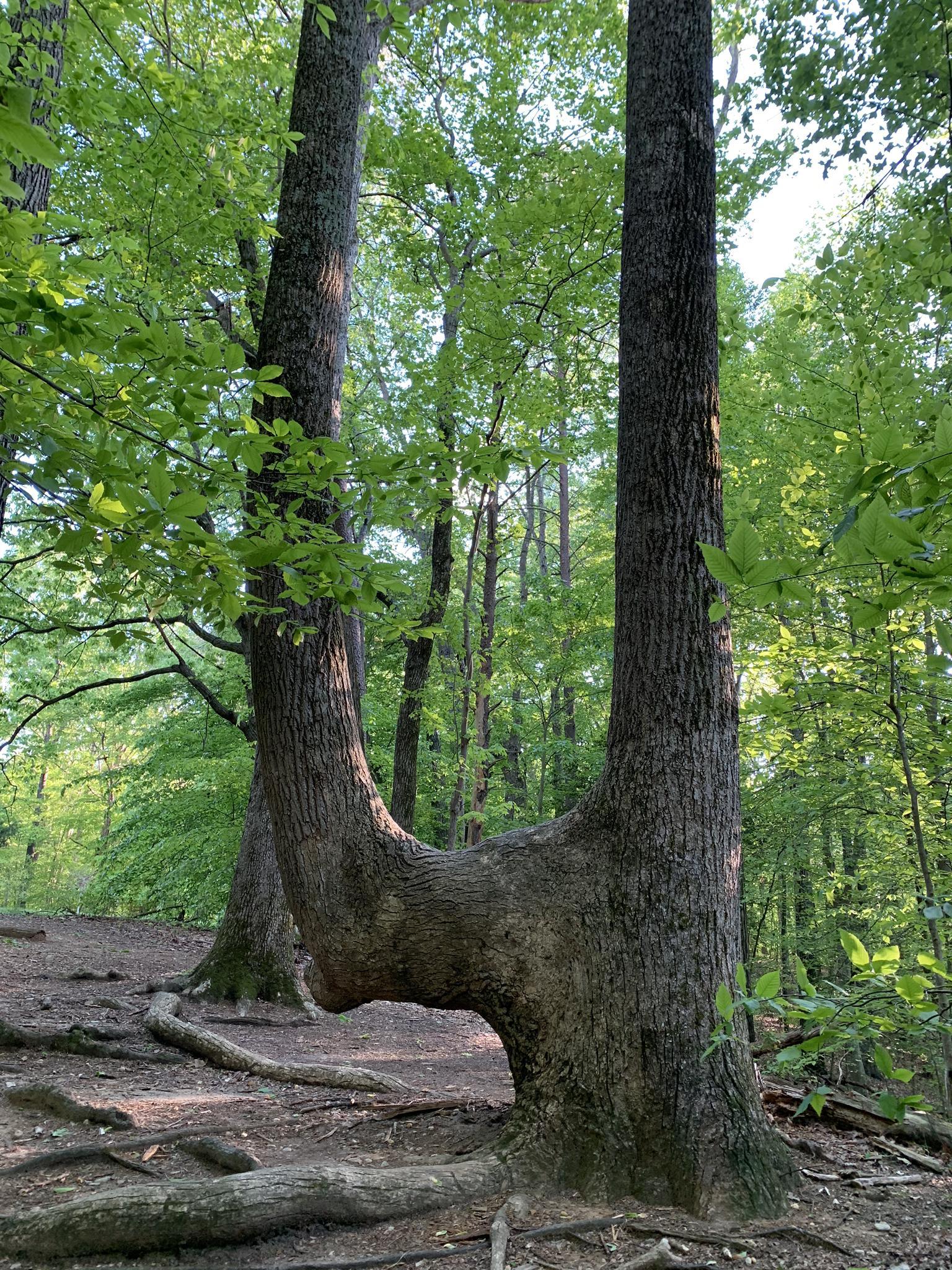 A large tree with a unique U-shaped trunk in a vibrant green forest.