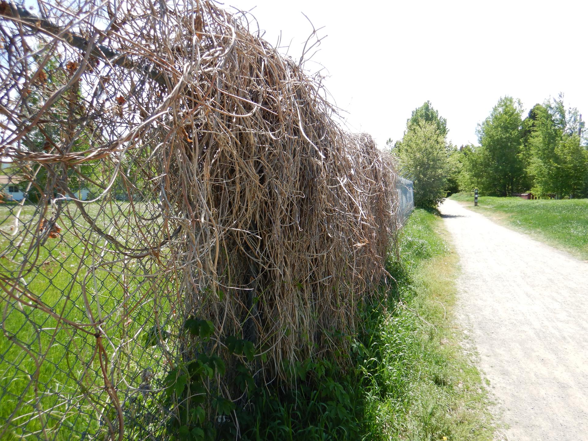 A chain-link fence covered in dry vines next to a sunny dirt path.