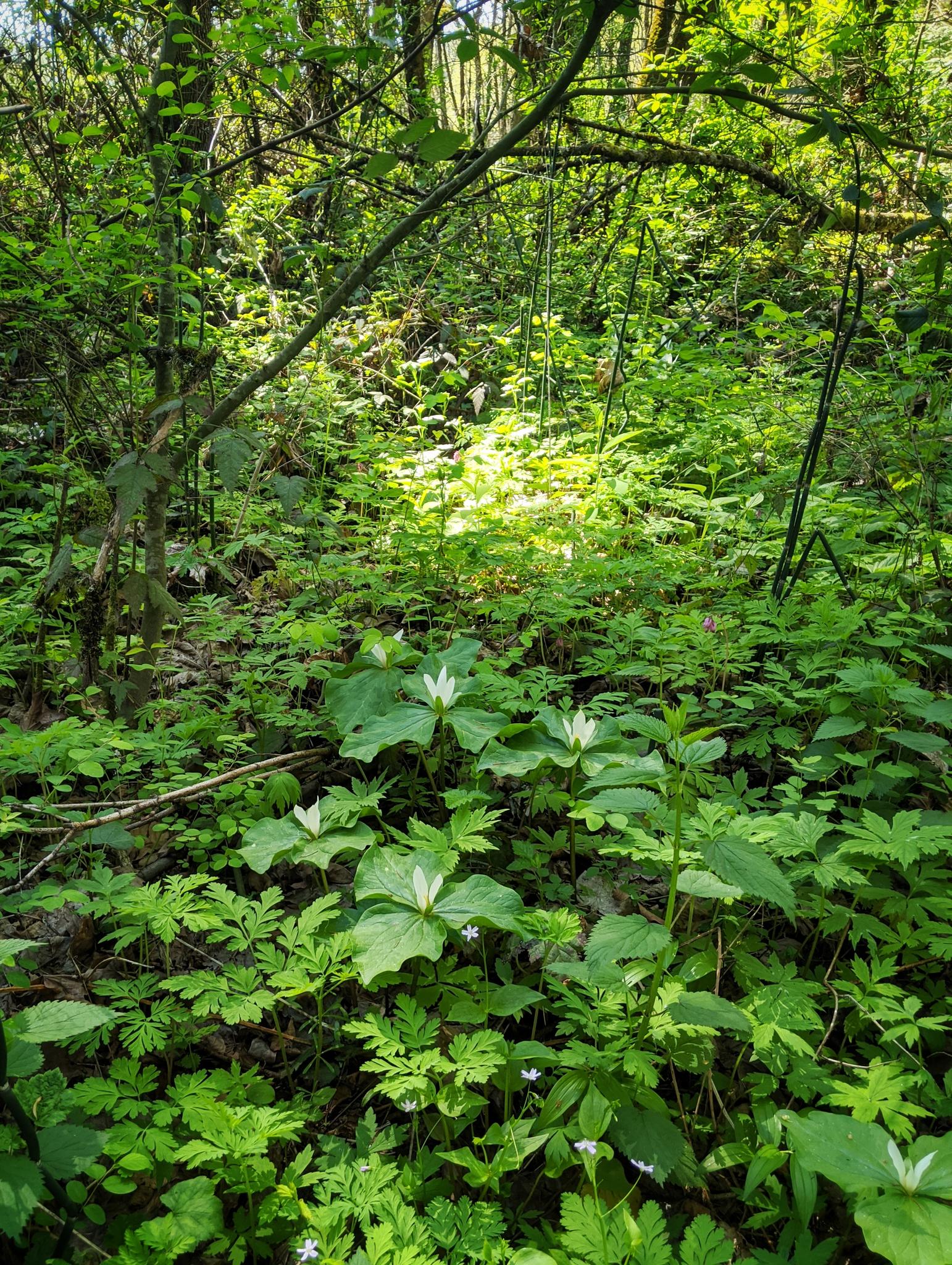 Sunlit forest floor covered in lush green plants and white wildflowers.