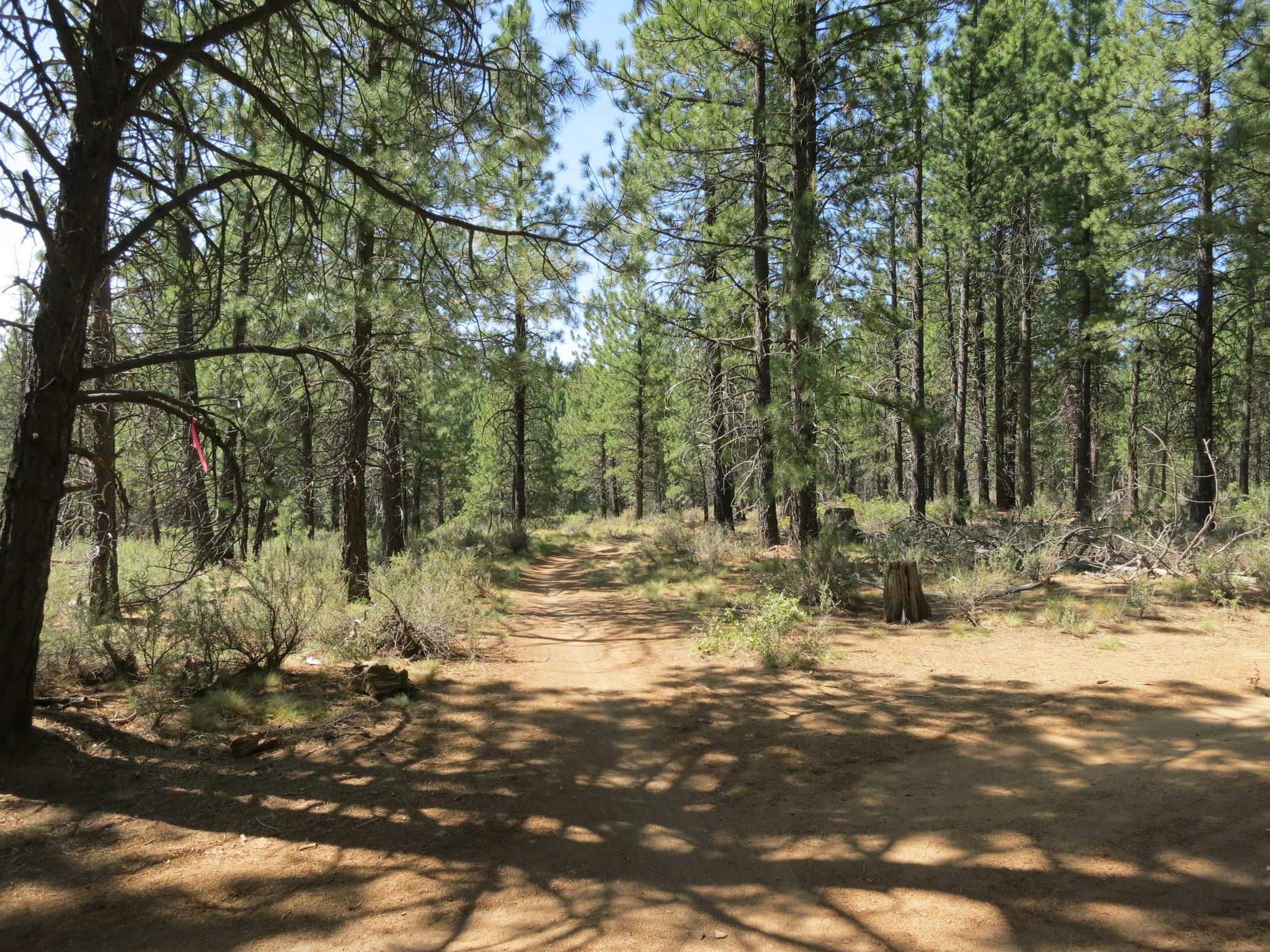 Sunny dirt path winding through a dense pine forest.