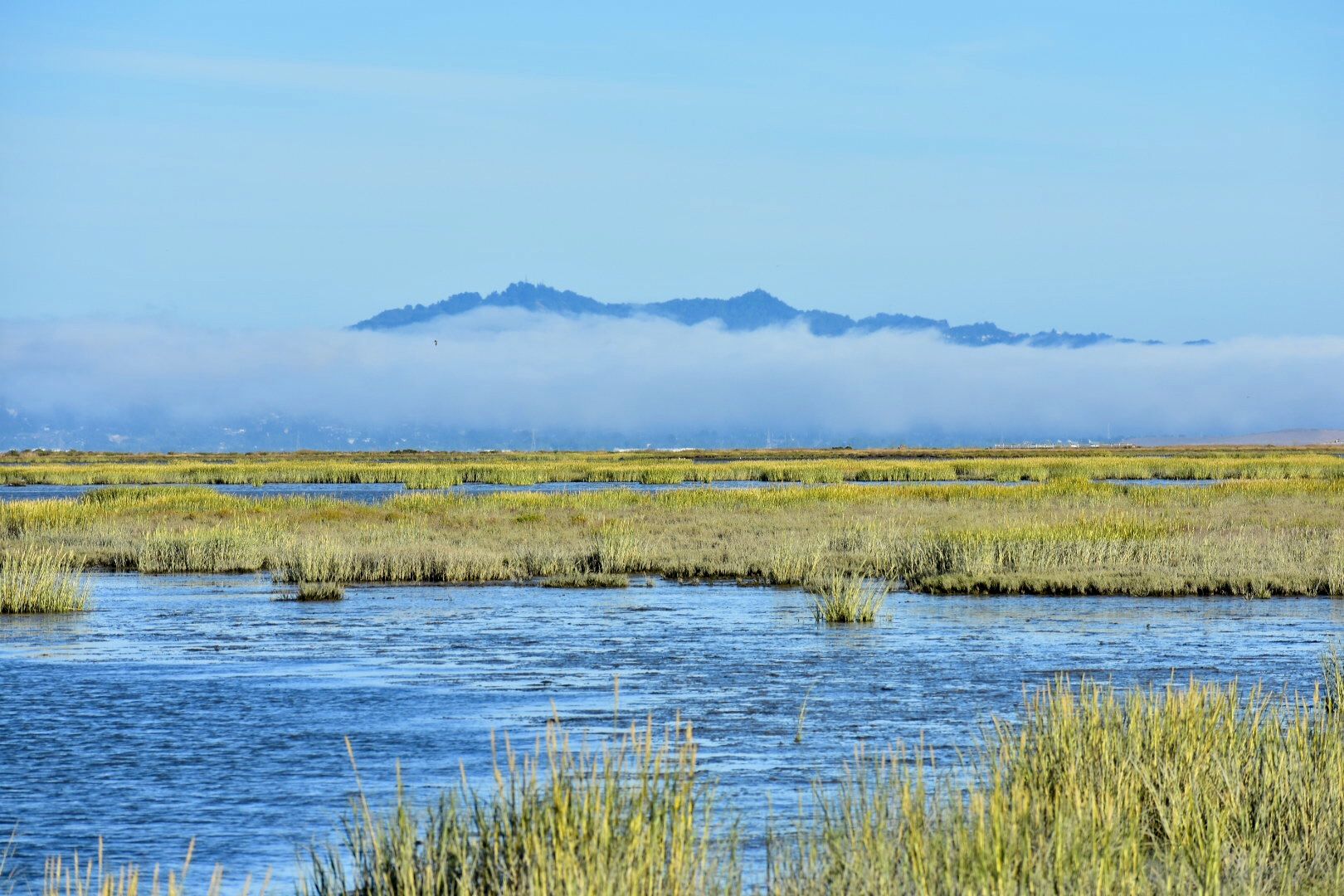 Sunny marshland with water channels, green grasses, and distant foggy mountains. - Hamilton Wetlands viewpoint loop from Novato Hamilton