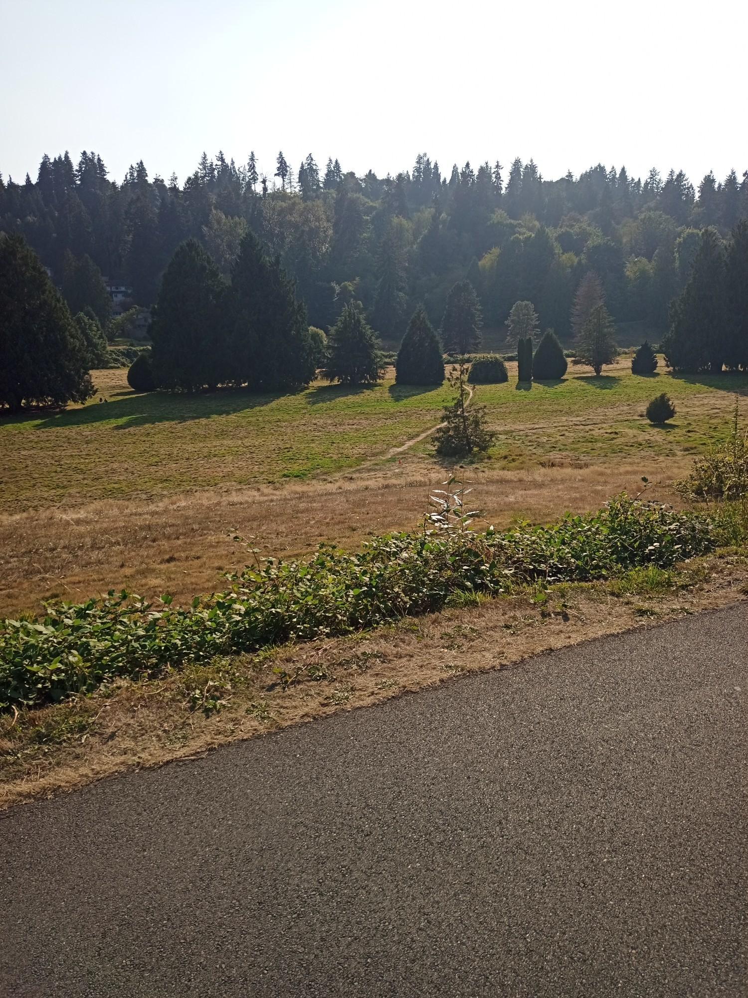 Sunny grassy field with scattered evergreen trees, next to a paved path.