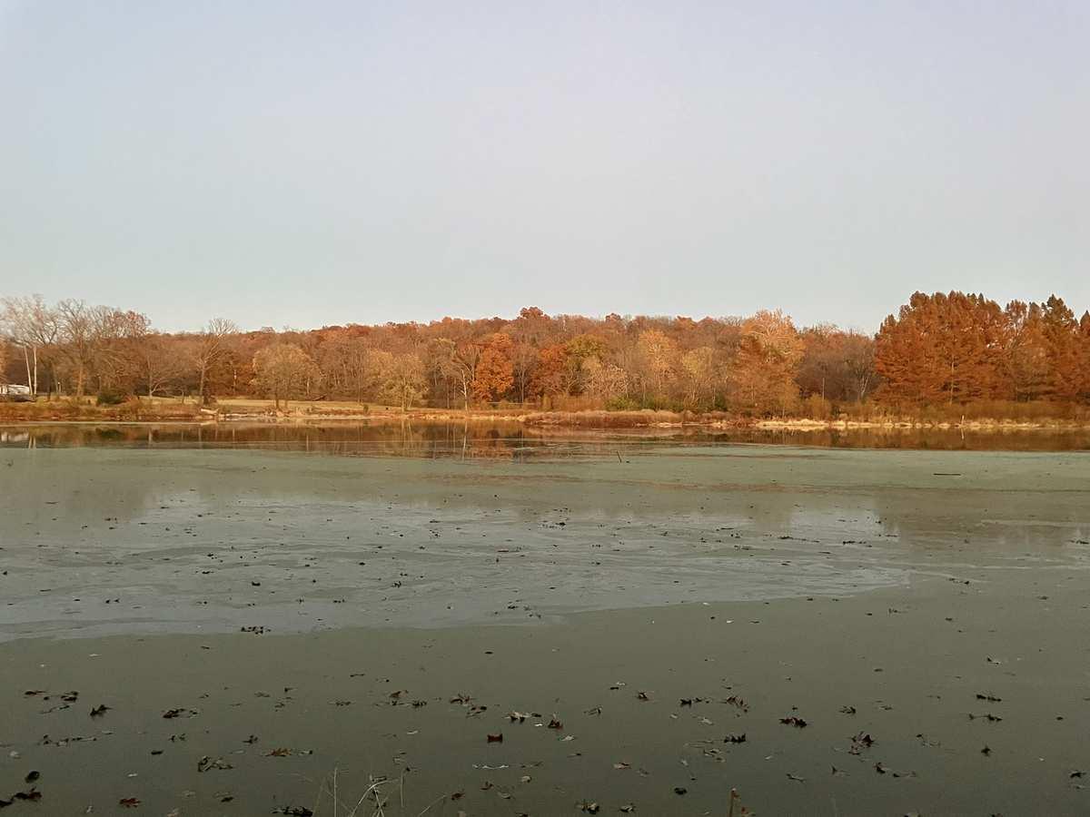 A still lake with green surface reflects autumn trees under an overcast sky.