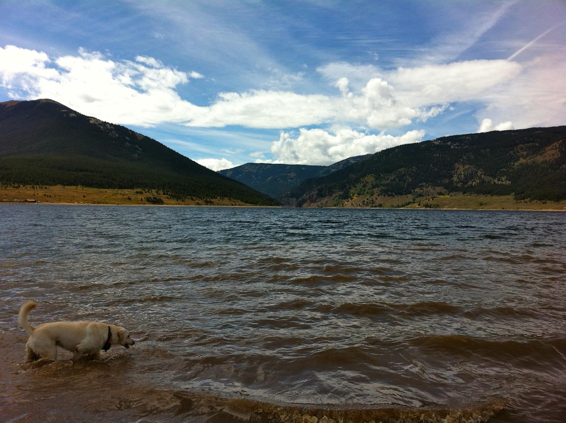 A dog wades in a lake with mountains under a partly cloudy sky.