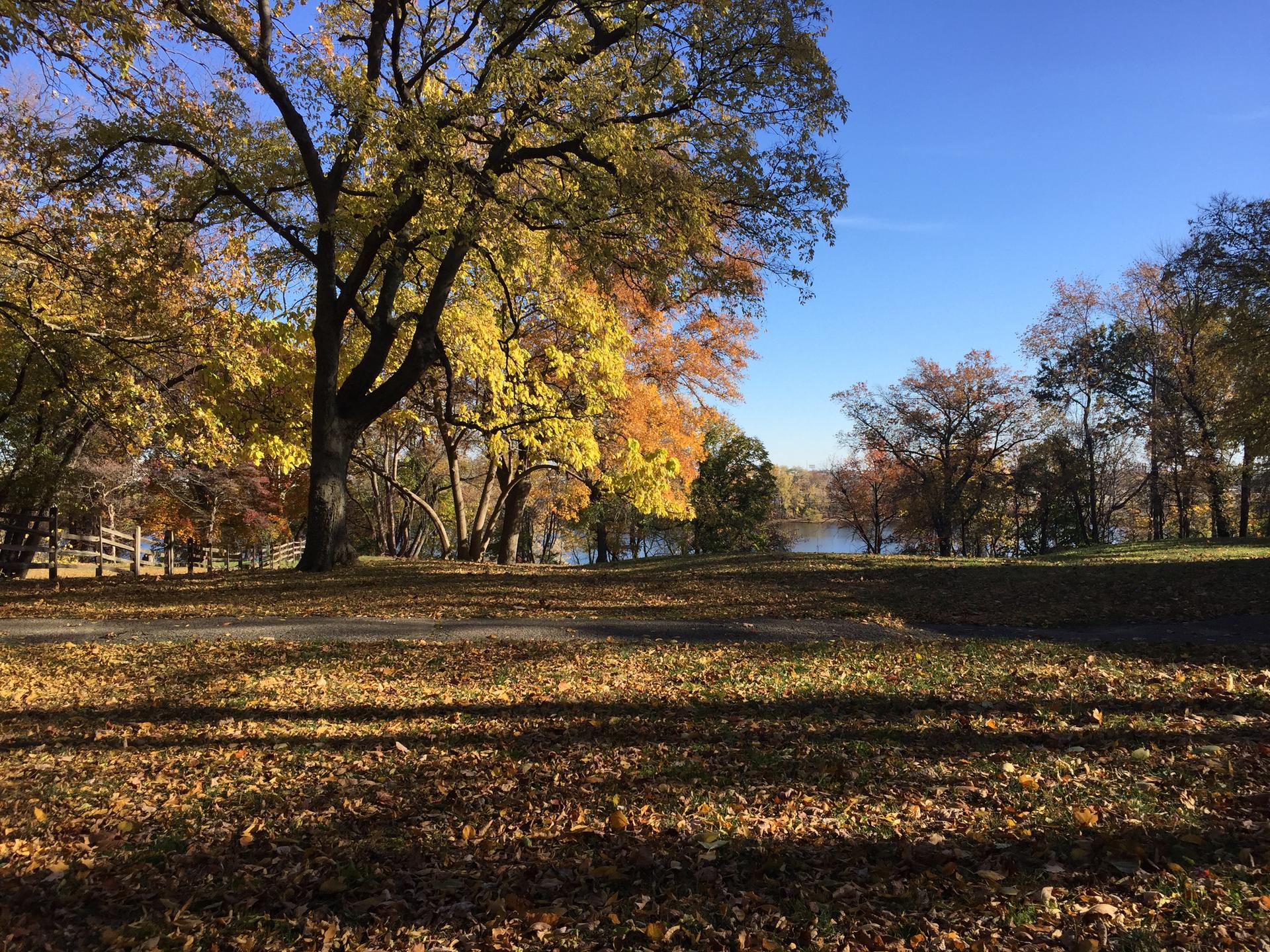 Sunny autumn park with colorful trees, fallen leaves, and a distant lake.