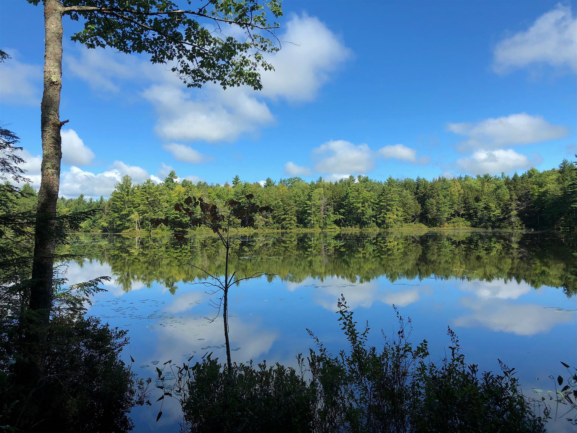 Calm lake reflecting a bright blue sky with white clouds and green forest.