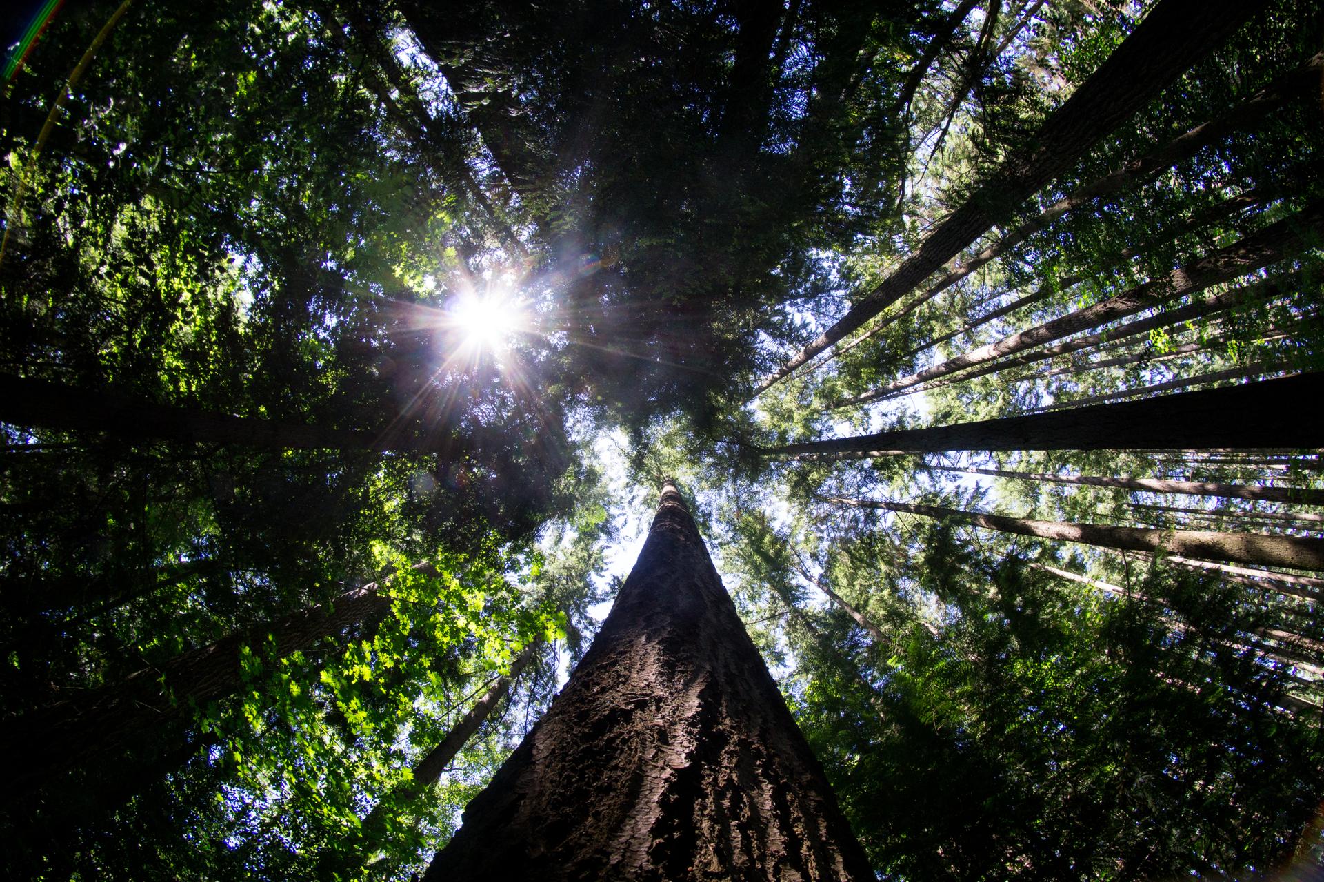 Sunburst through a dense forest canopy of towering trees, viewed from below.