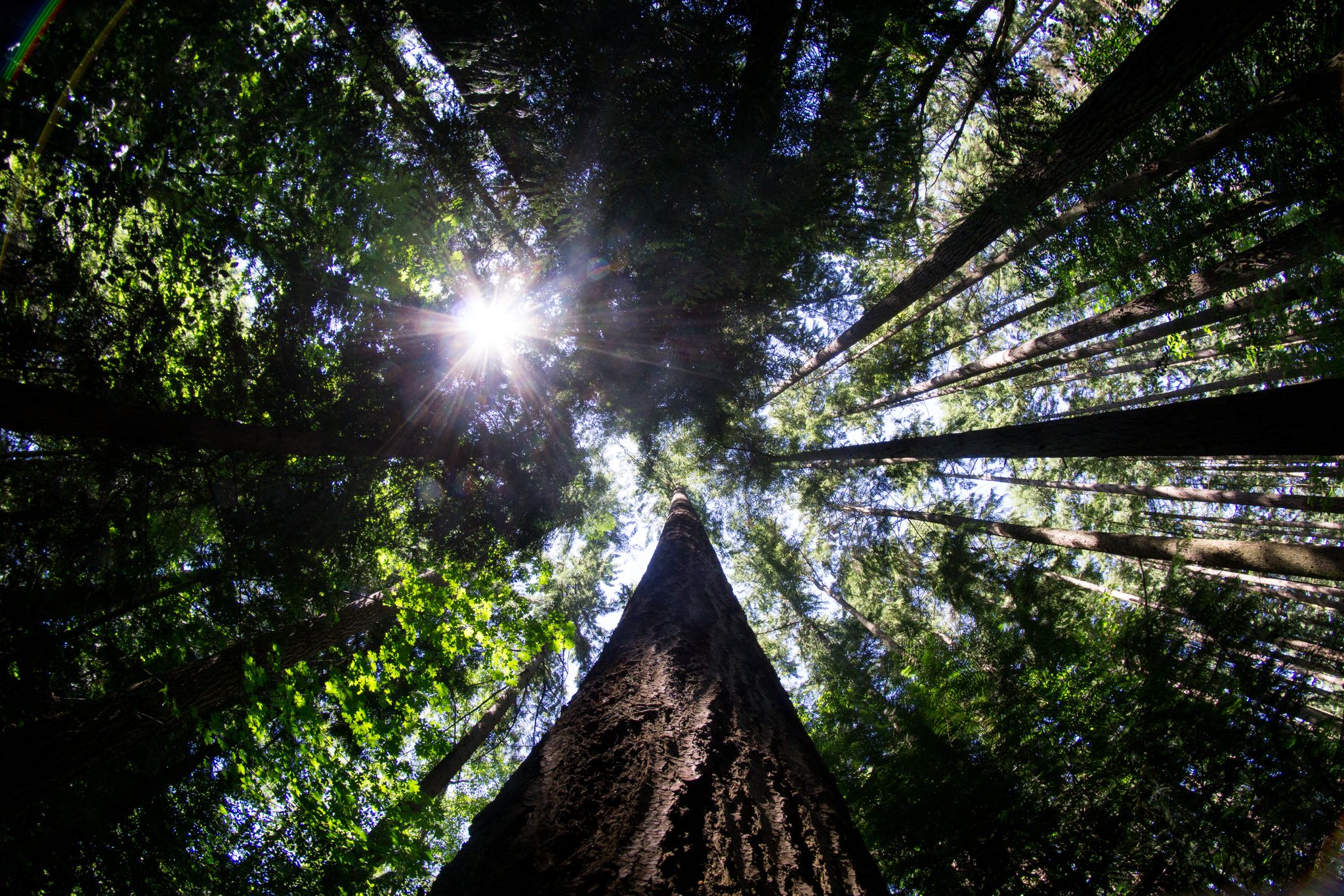 Sunburst through a dense forest canopy of towering trees, viewed from below. - Saint Edward State Park – Saint Edward State Park loop from Bastyr University - Seattle