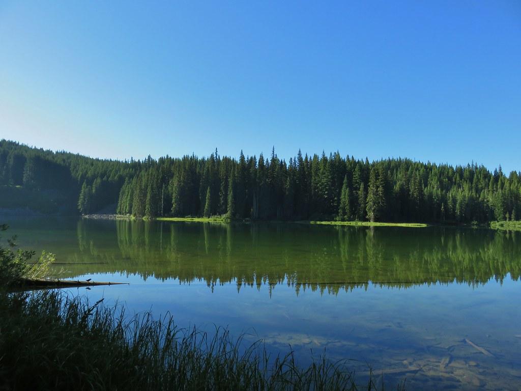Clear lake reflecting a dense evergreen forest under a bright blue sky.