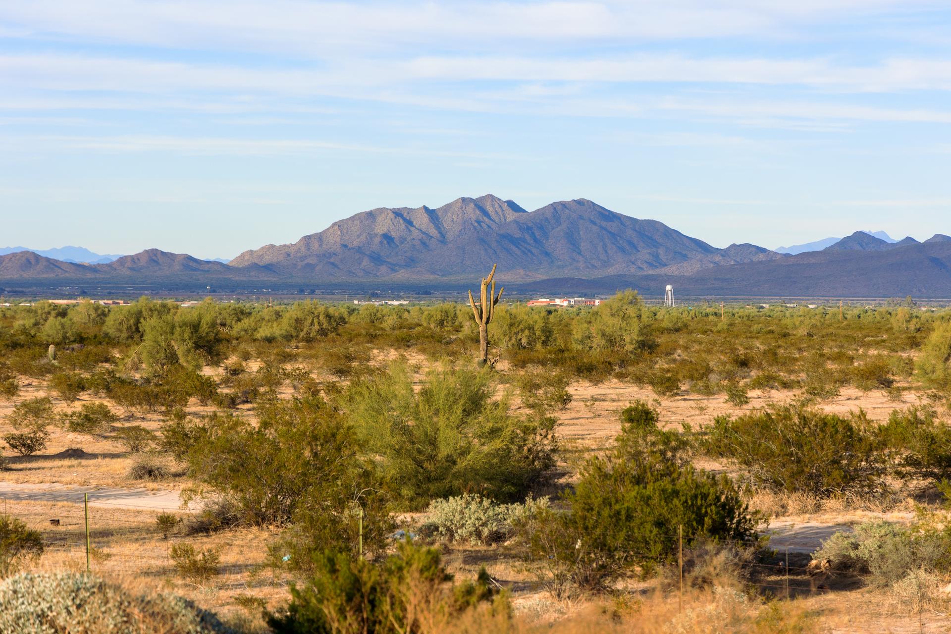 Sunny desert landscape with saguaro cactus, green shrubs, and distant mountains.