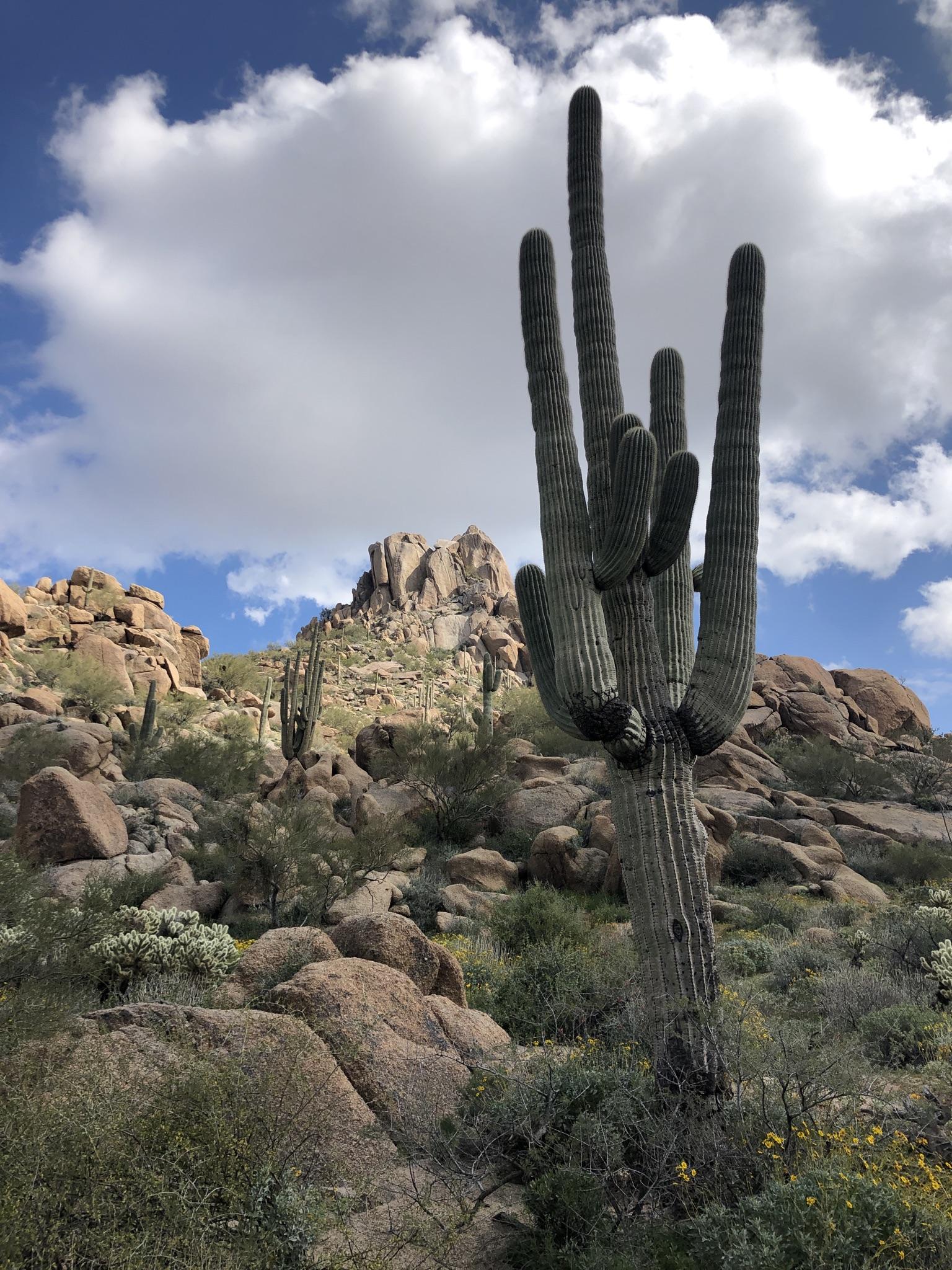 Giant saguaro cactus in a rocky desert landscape under a cloudy blue sky.
