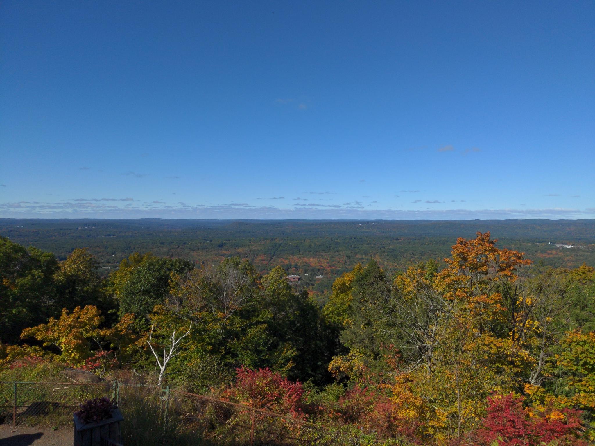 Panoramic view of a dense forest with autumn colors under a clear blue sky.