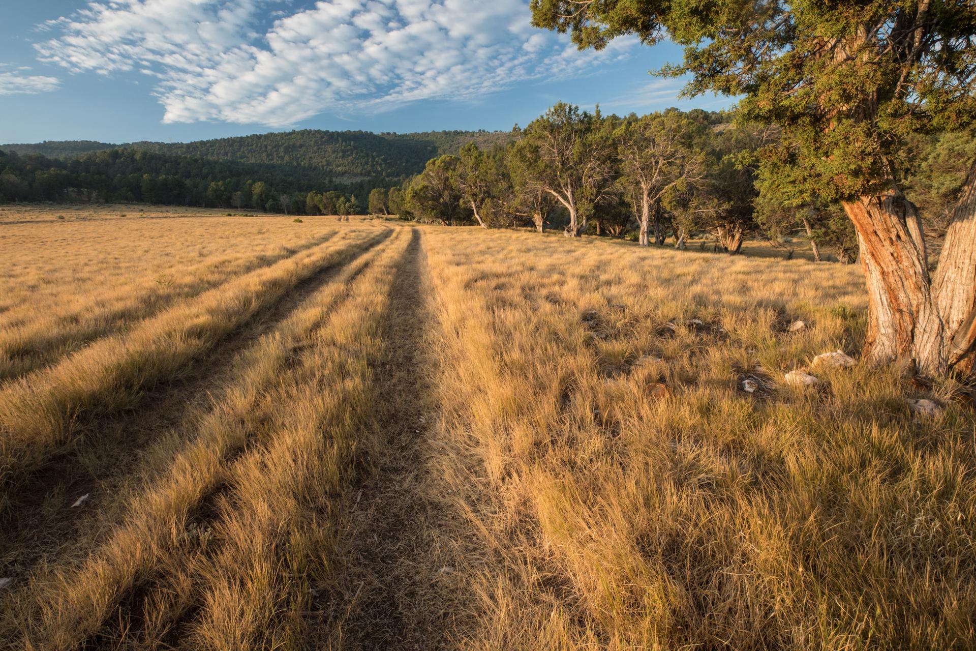 Dirt track through golden grass field under a partly cloudy sky.
