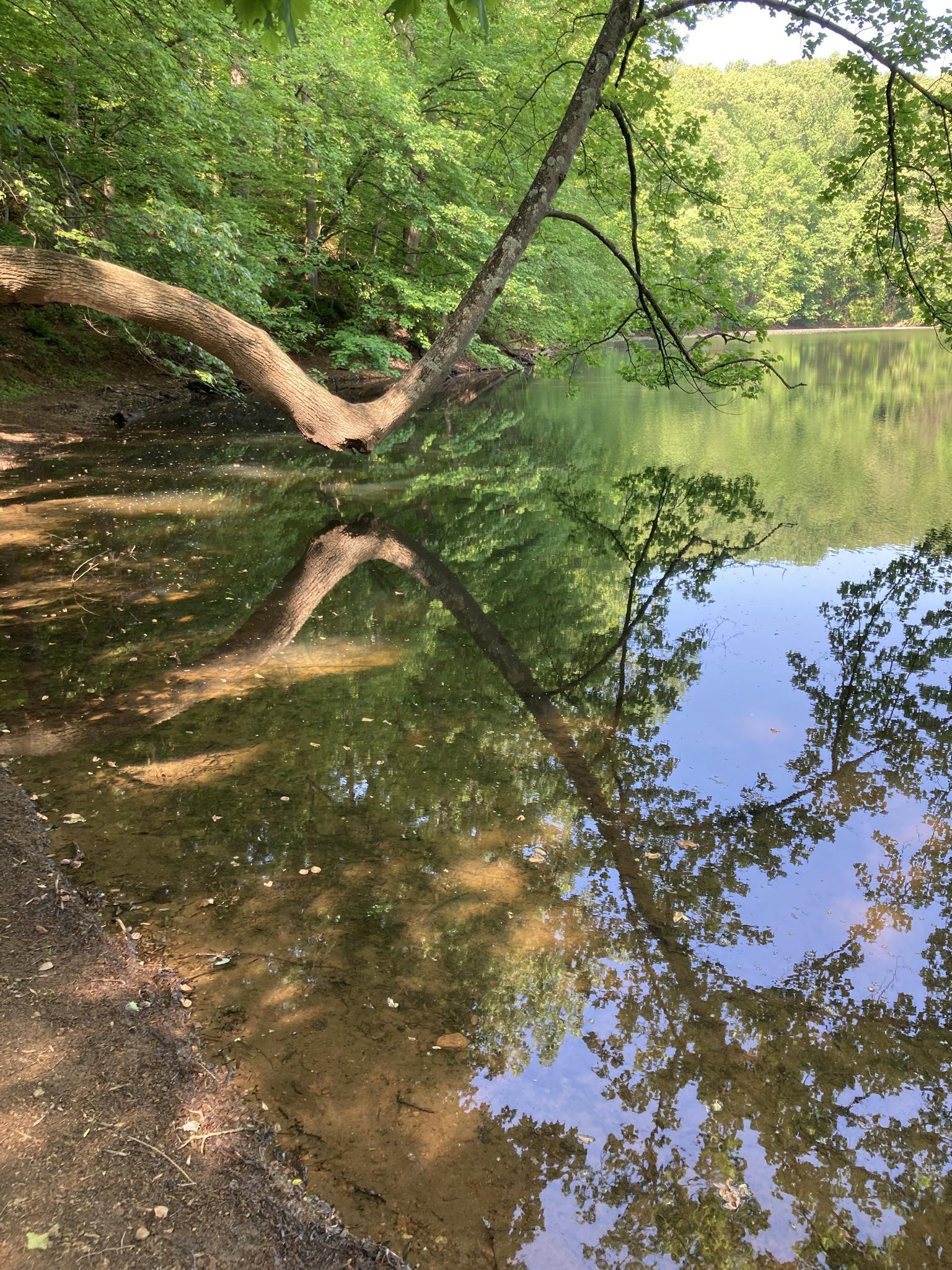 A calm lake reflecting an overhanging tree and blue sky on a sunny day.
