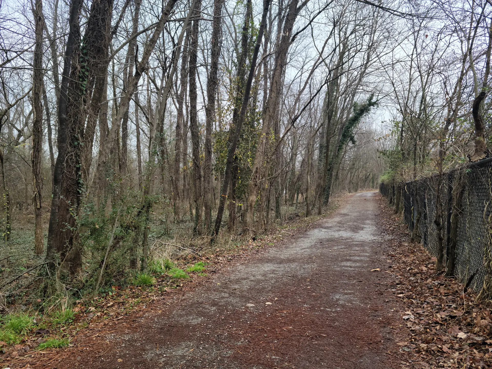 Overcast light illuminates a dirt path bordered by bare trees and a vine-covered fence.
