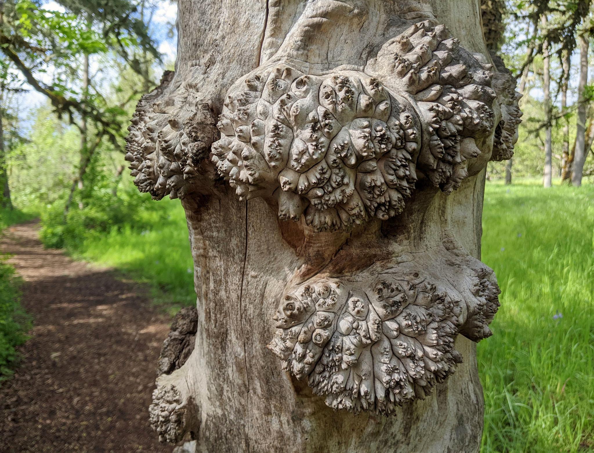 Textured tree trunk with large burls beside a sunlit forest path.