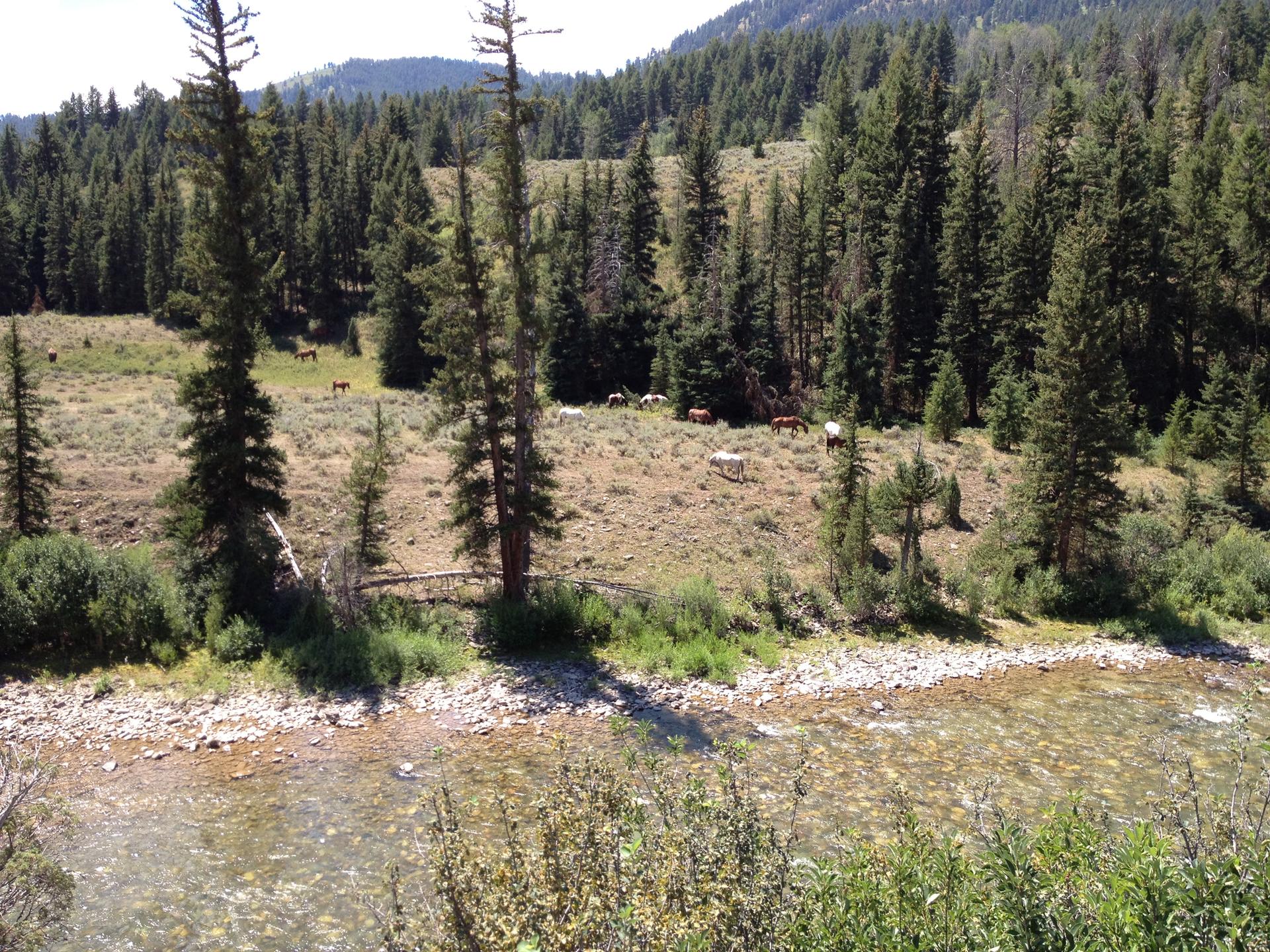 Horses graze on a sunny, forested hillside above a clear, rocky stream.