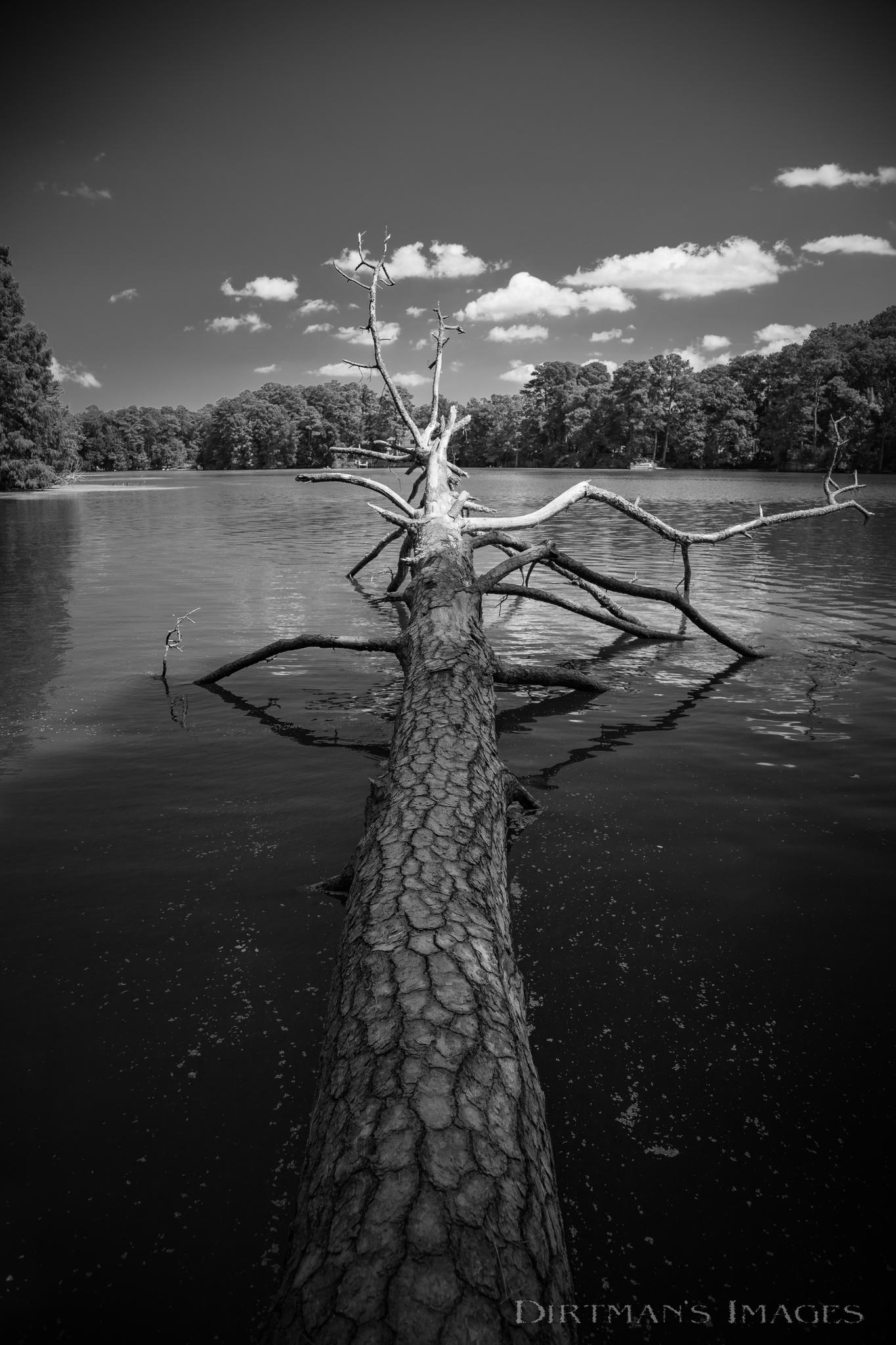 Black and white photo of a fallen tree trunk extending into calm water.