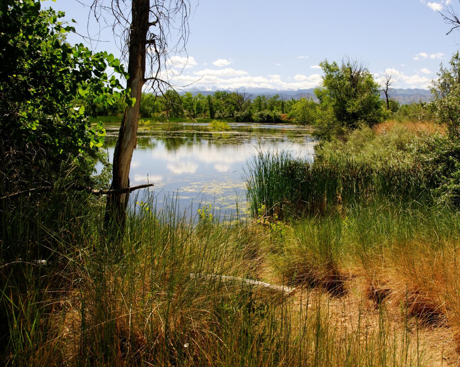 Sunny pond surrounded by tall grass and trees, distant mountains visible.