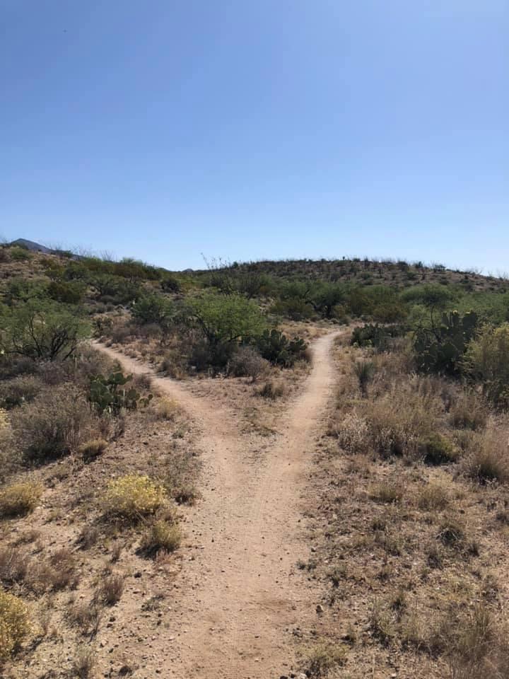 A dirt trail forks into two paths through dry, sunlit desert landscape.