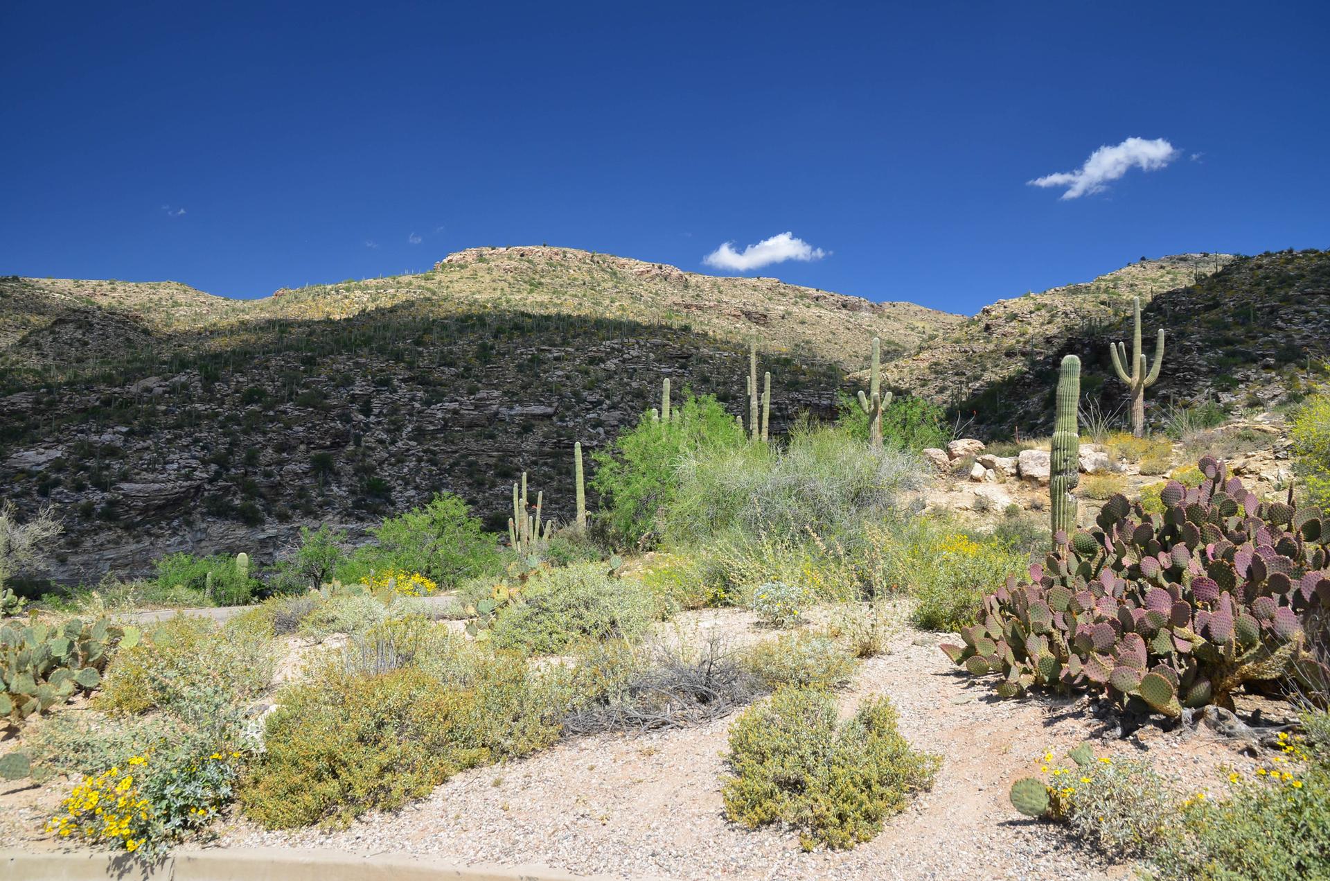 Sunny desert landscape with saguaro and prickly pear cacti, rocky hills, and blue sky.