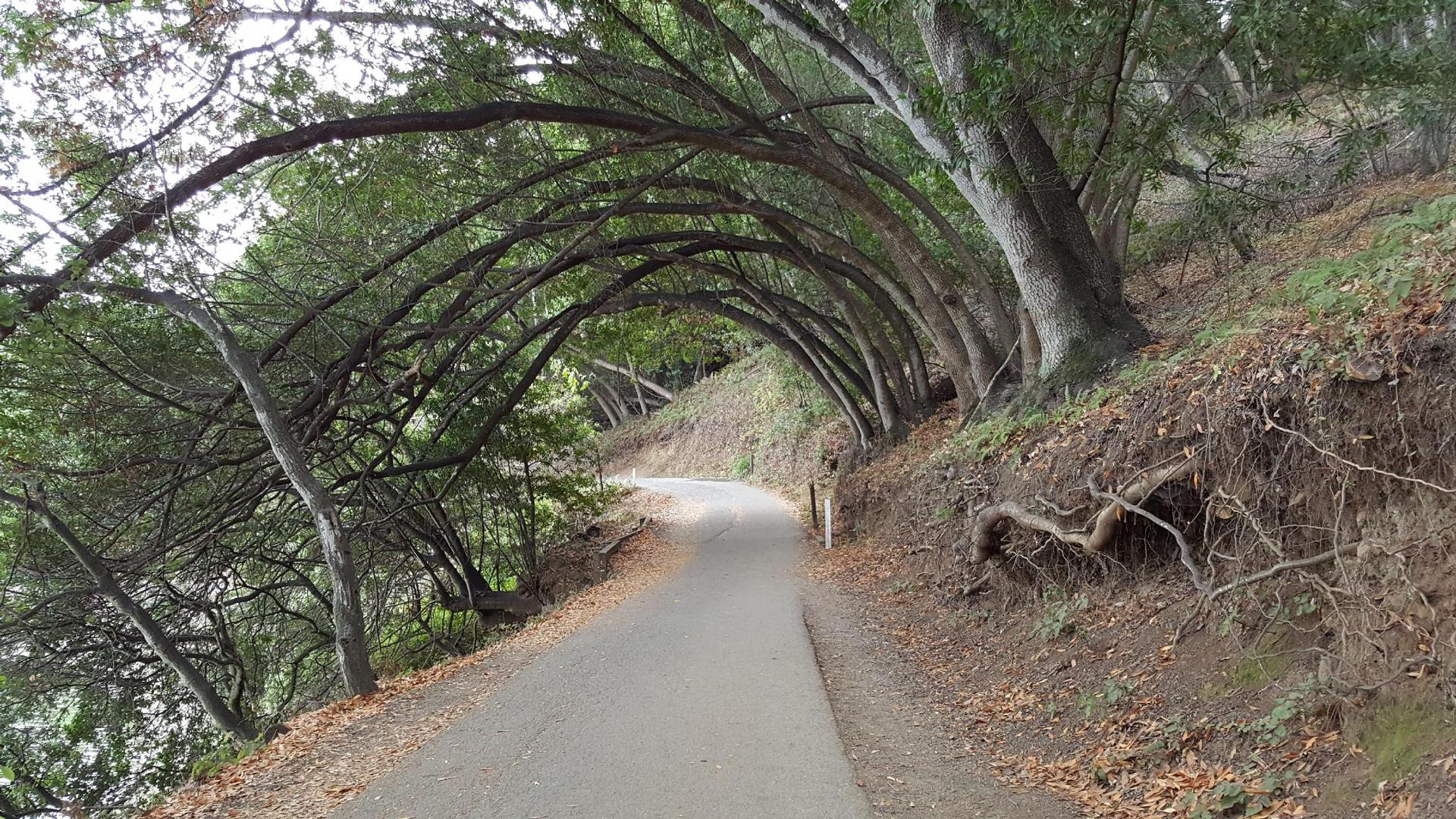 Paved path winding through a tunnel of arching green trees on a hillside.