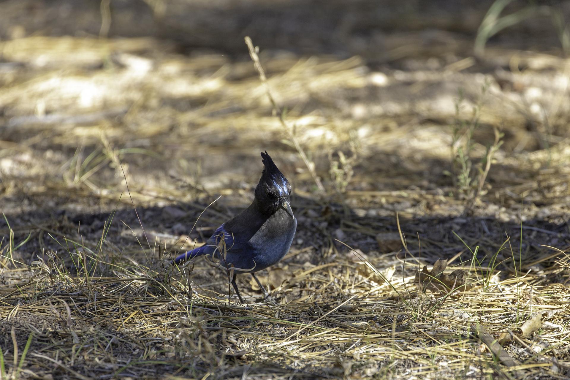 A dark blue crested bird stands on dry, grassy ground in dappled sunlight.