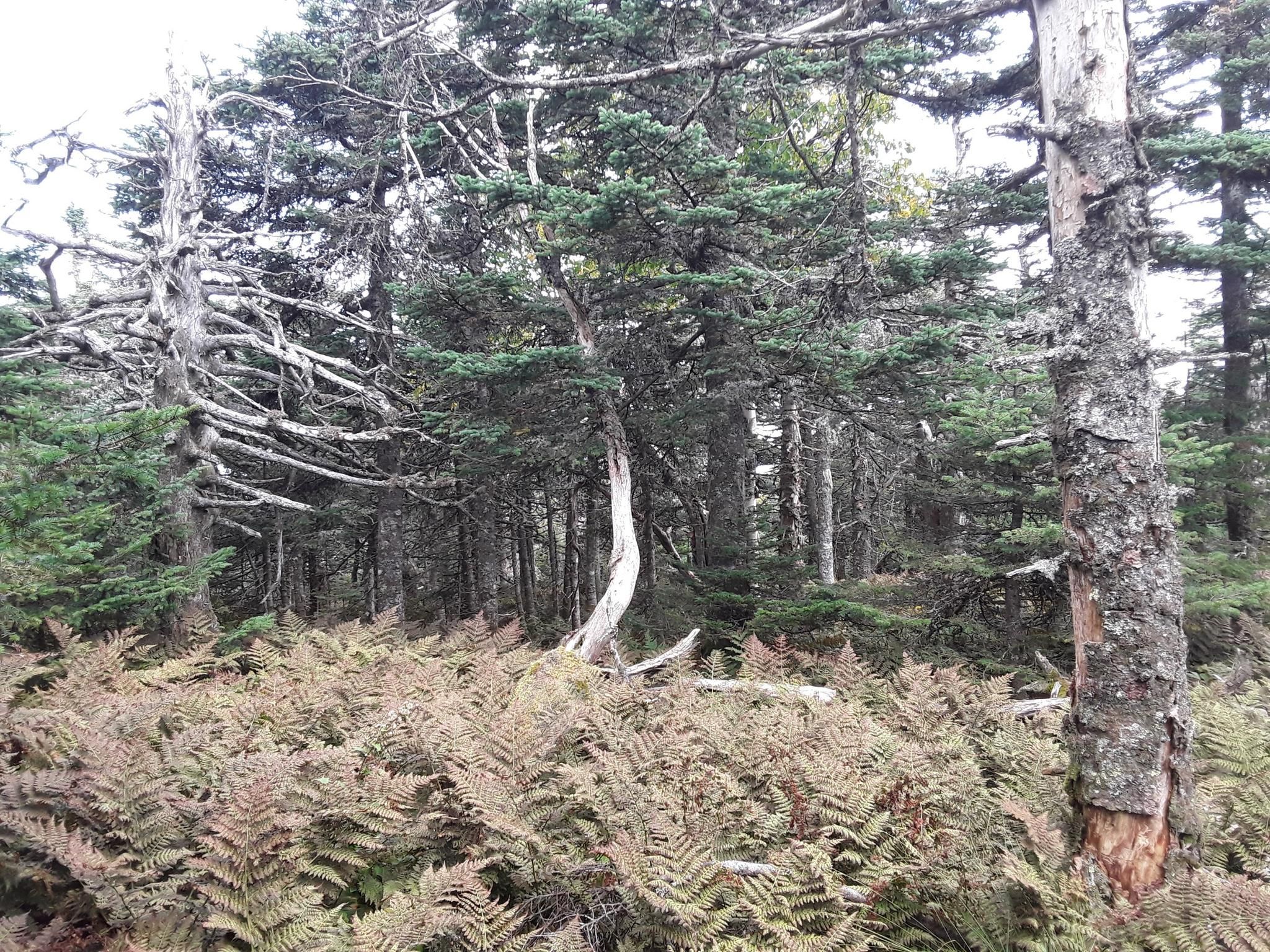 Dense forest with ferns covering the ground and tall trees. - Mount Cabot via Bunnell Notch Trail