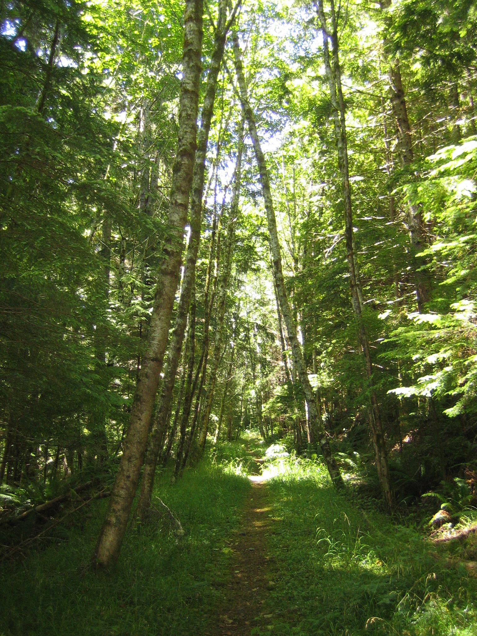 A sun-dappled dirt path winds through a dense, green forest.