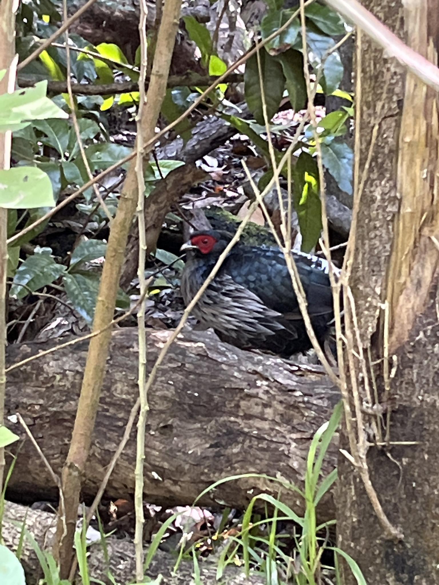 Dark bird with red face hidden among forest branches and leaves.
