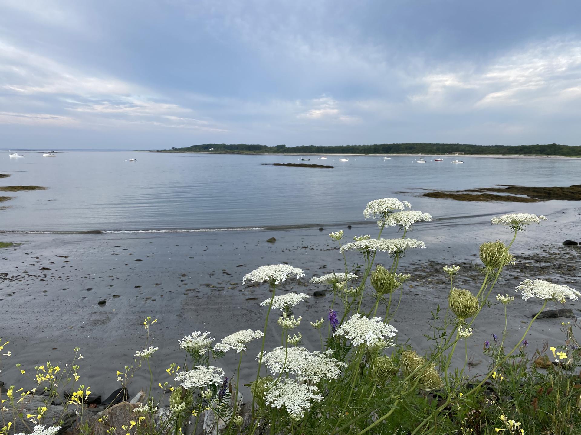 White wildflowers in foreground, calm bay with boats under cloudy sky.
