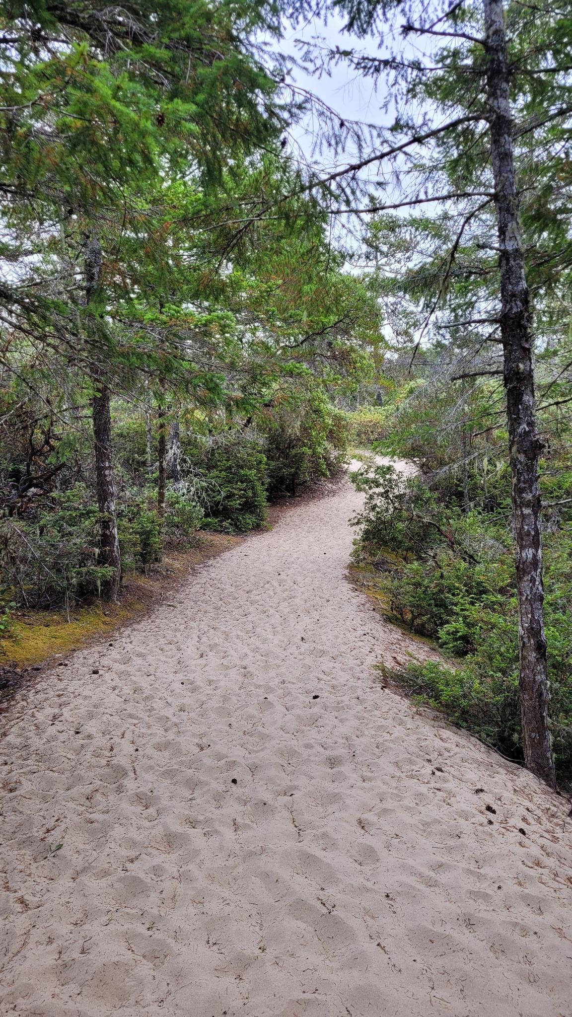 A sandy path winds through a dense forest with tall green trees.