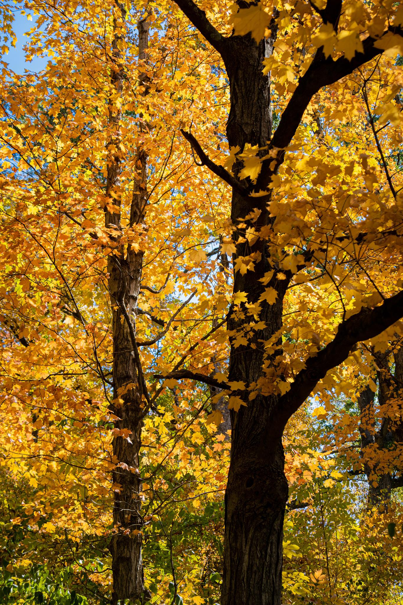 Sunlight illuminates vibrant yellow autumn leaves on tall trees.