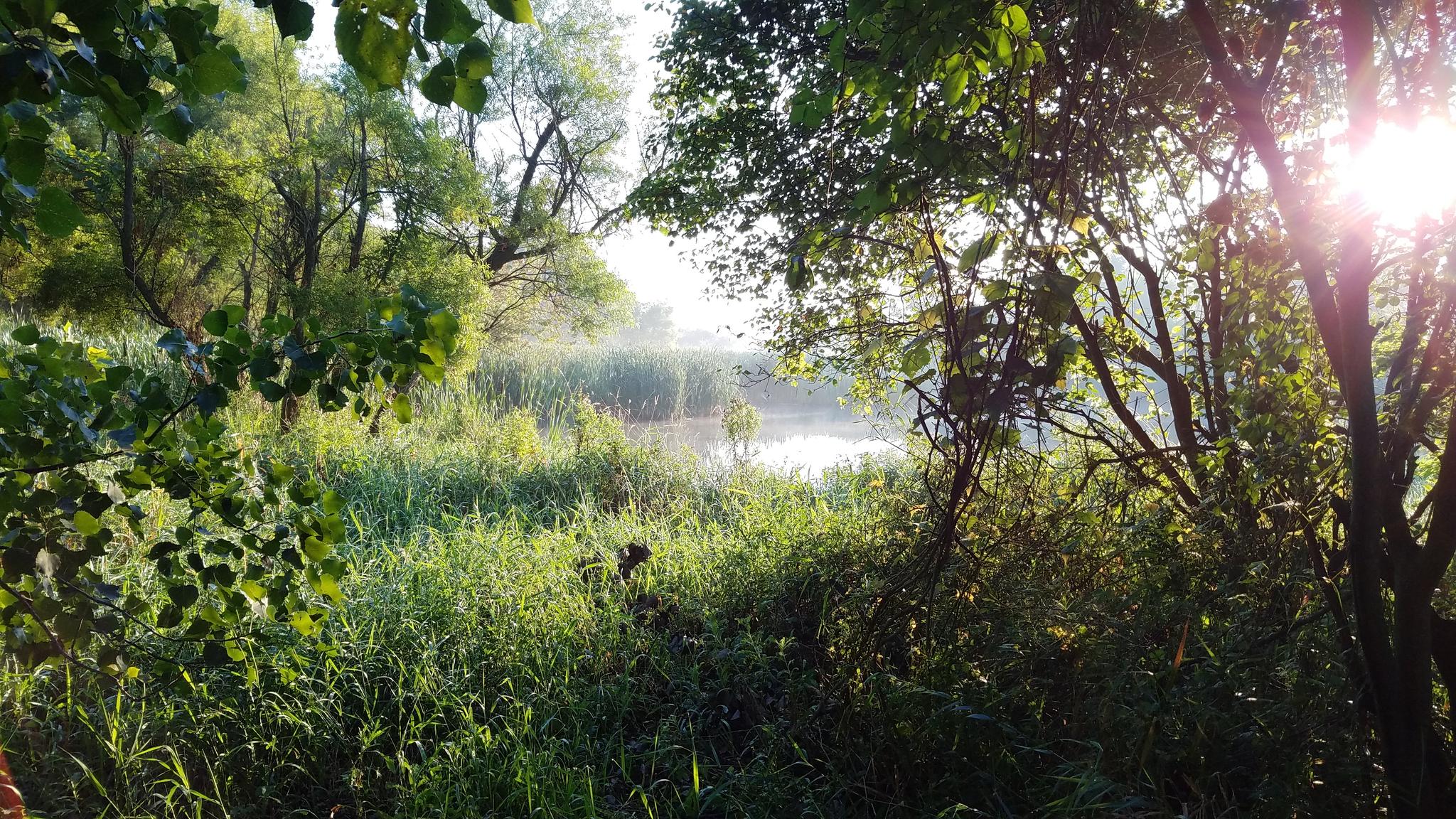 Misty pond surrounded by dense green trees and tall grass with bright morning sun.