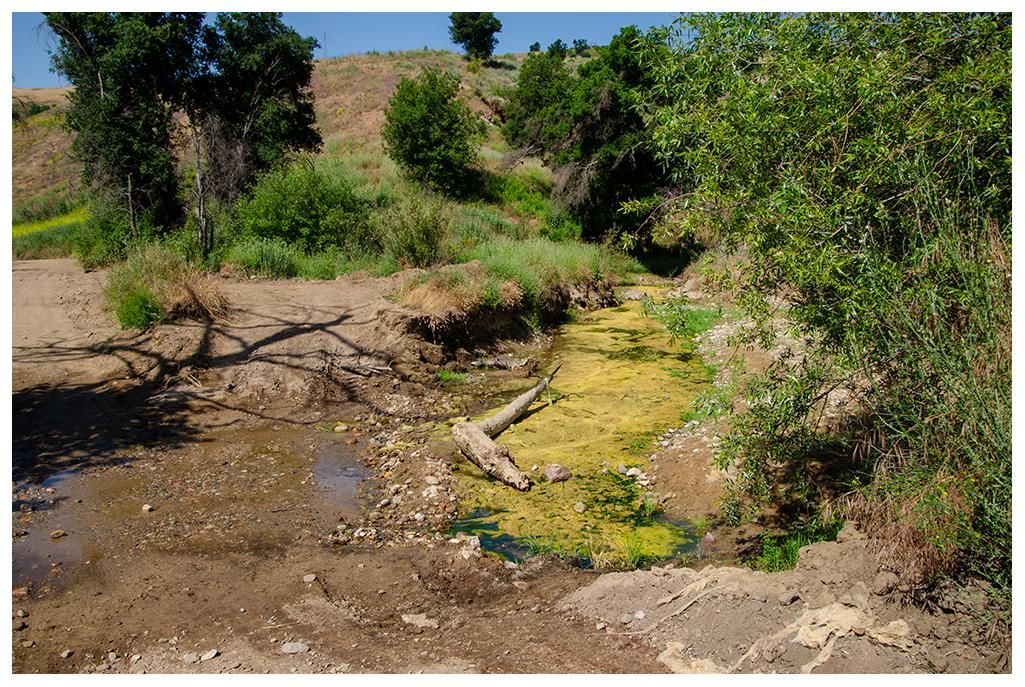 A small, algae-filled stream with dry banks and green trees. - East Las Virgenes Canyon – Las Virgenes Creek loop from Lower Sulphur Spring