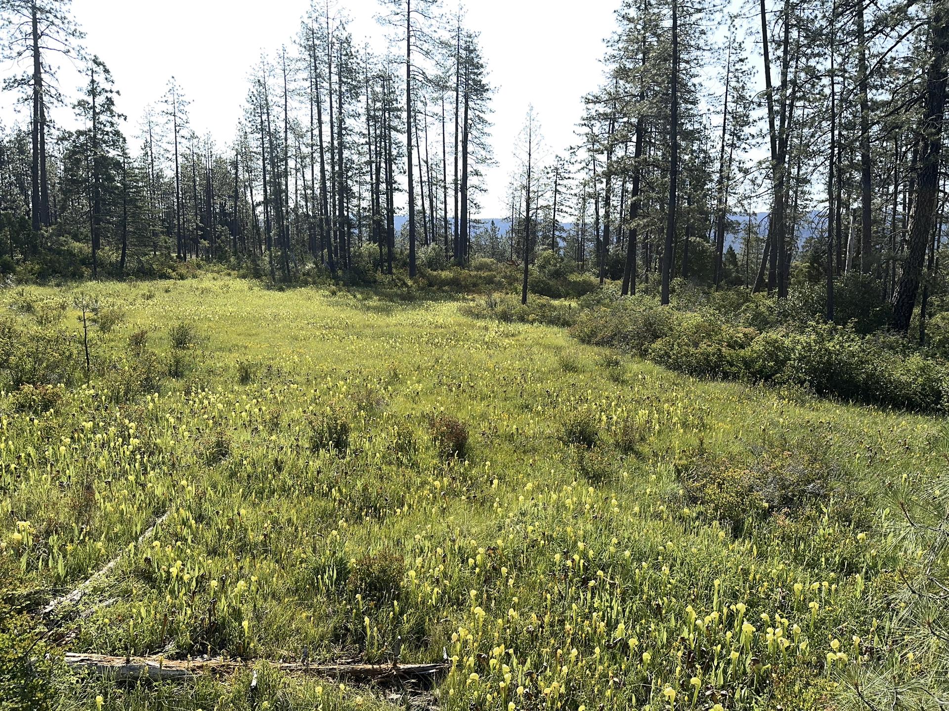 Sunny meadow filled with yellow wildflowers, bordered by tall pine trees.