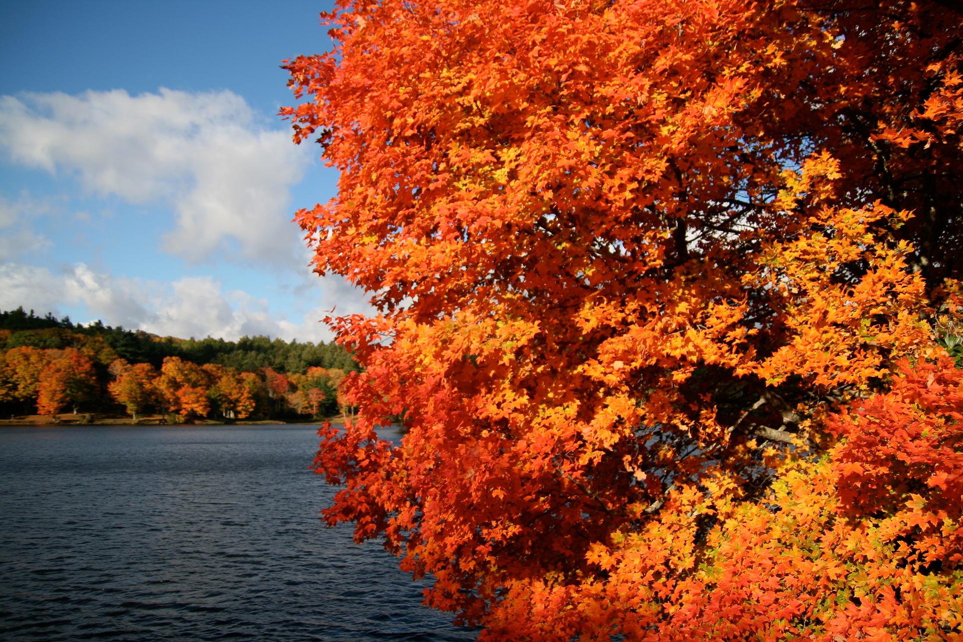 Vibrant orange autumn leaves frame a lake and colorful distant trees under a blue sky.