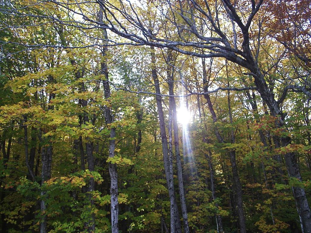 Bright sunbeams pierce through the colorful autumn leaves of a forest canopy.