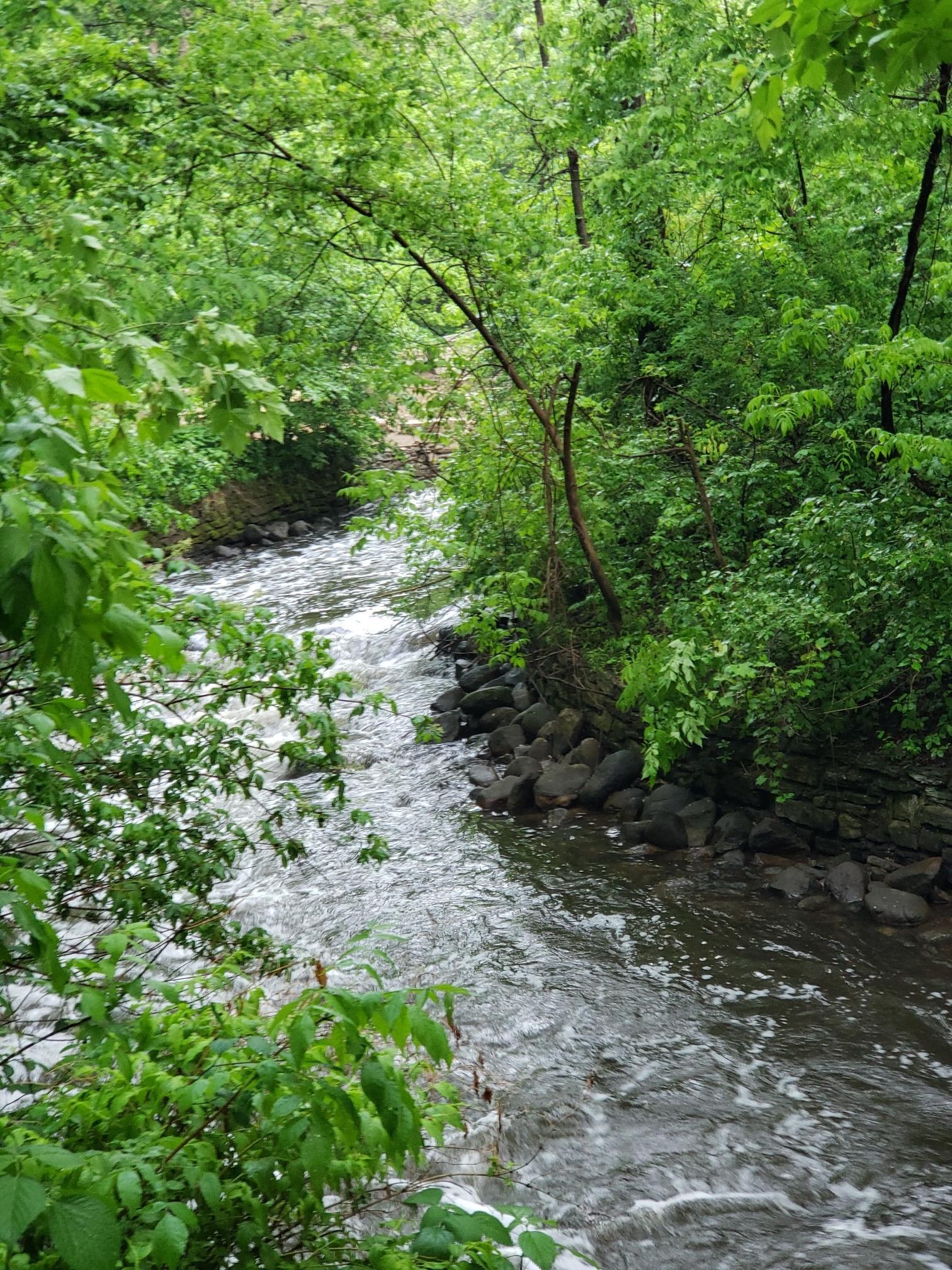 Rushing river flowing through a lush green forest on an overcast day.