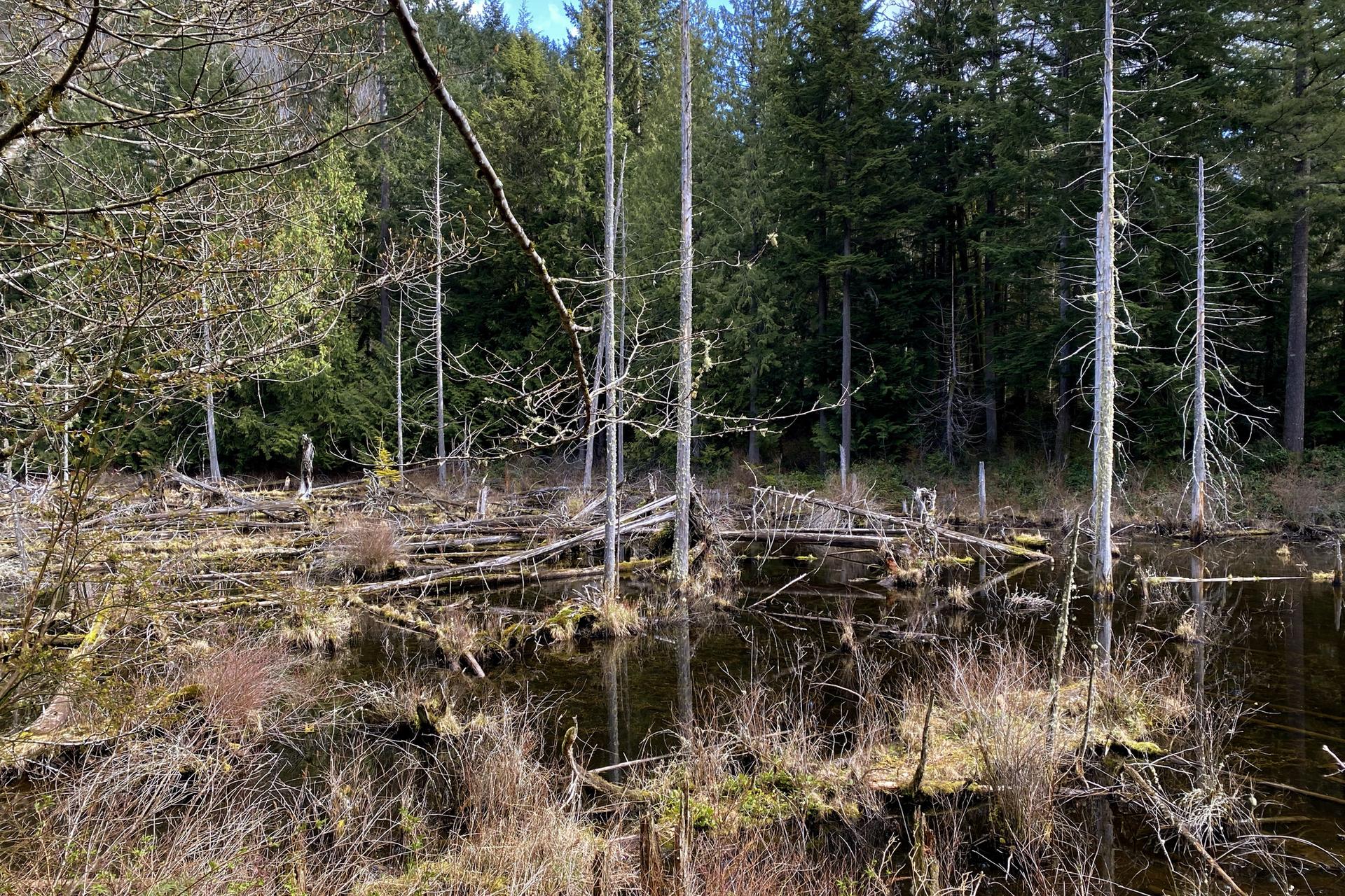 A sunlit swamp with dead trees, dark water, and a dense green forest.
