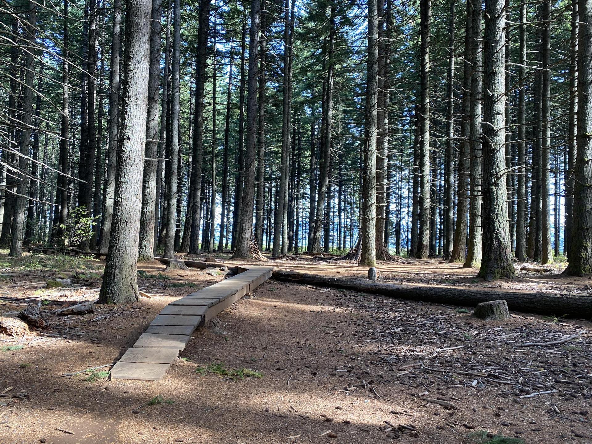 A wooden path winds through a sun-dappled forest of tall trees.