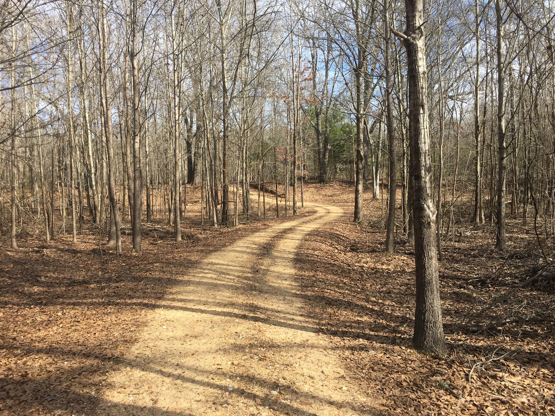 Winding dirt path through a sunlit forest with bare trees and fallen leaves.