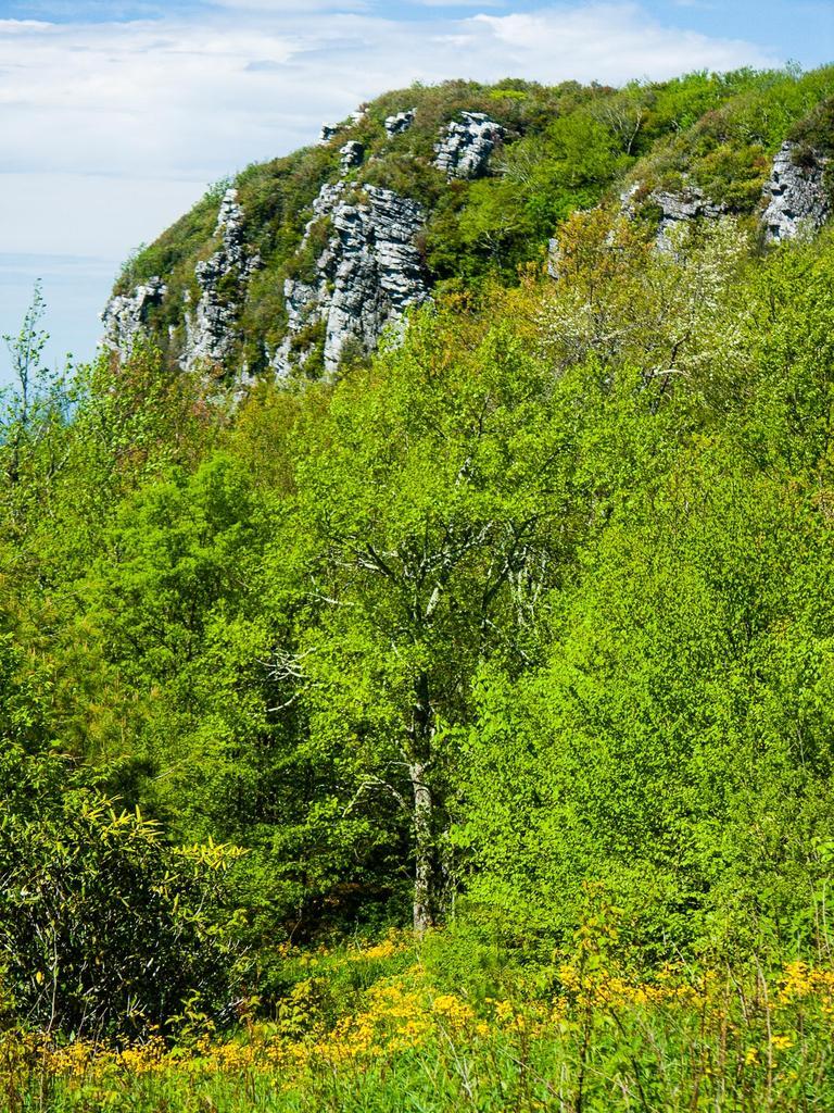 Bright green trees and yellow wildflowers below a rocky cliff under a blue sky.