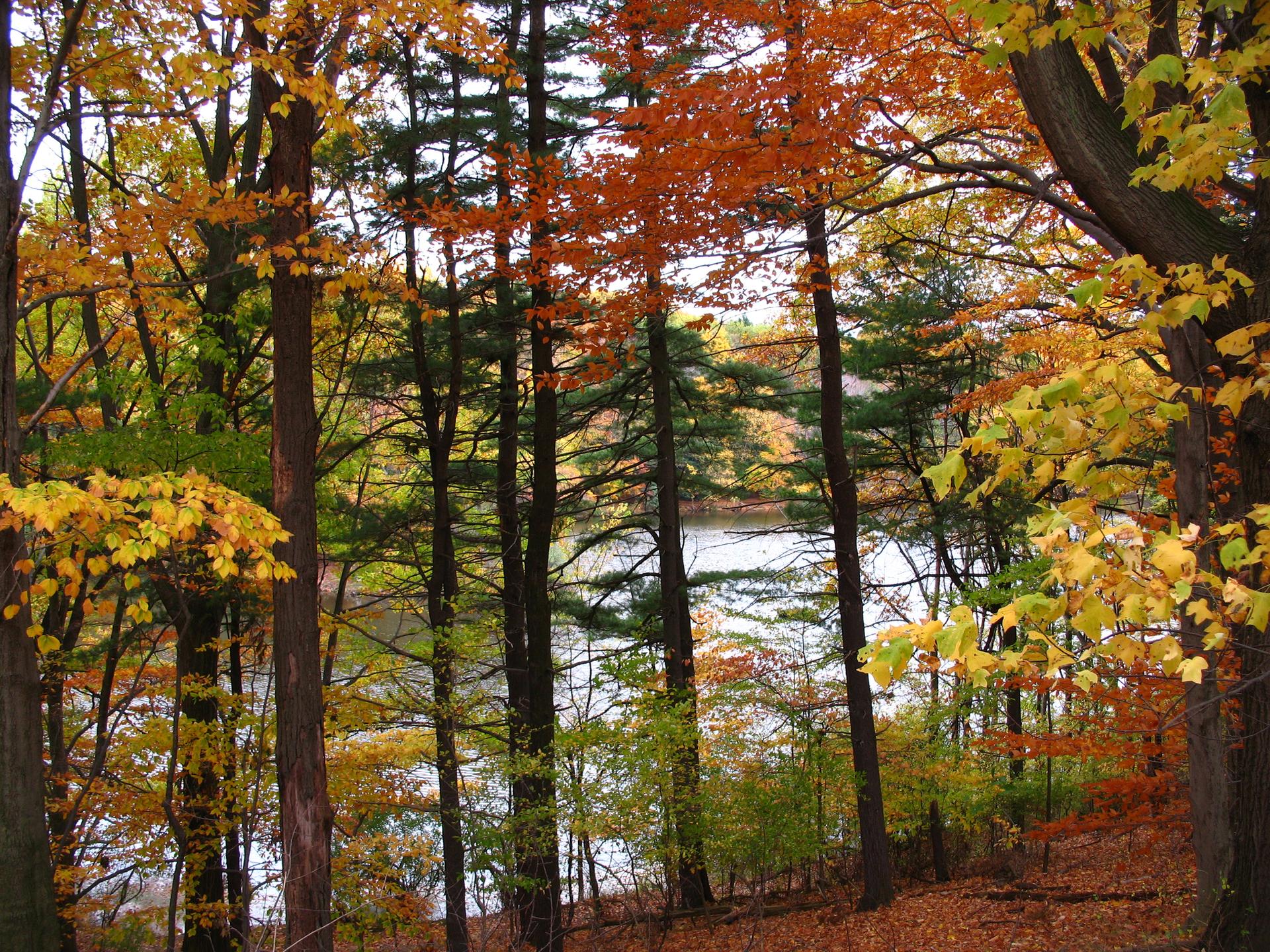 Autumn forest with vibrant orange and yellow leaves overlooking a lake.