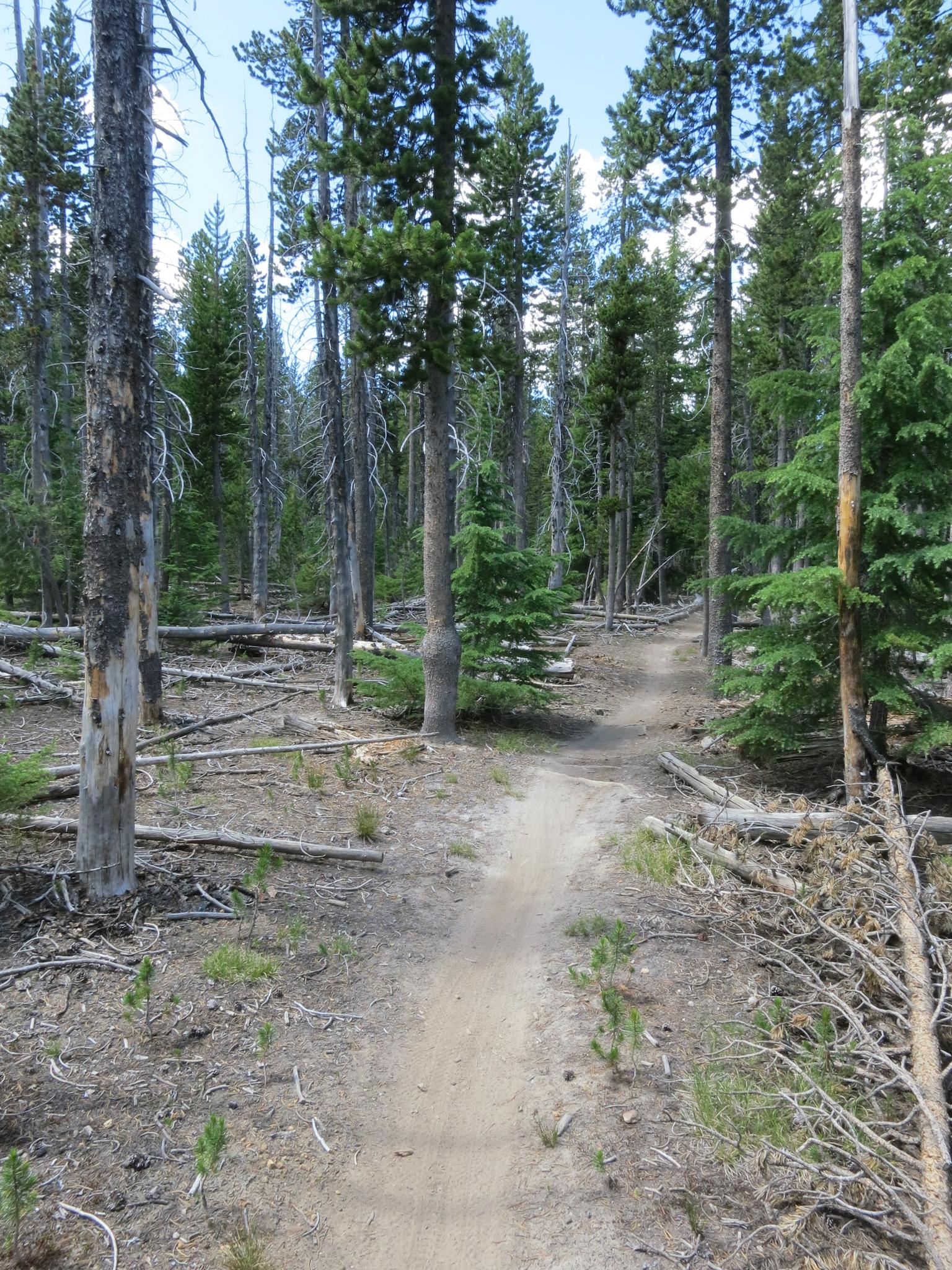 A dirt path splits in a dense pine forest with many fallen logs.