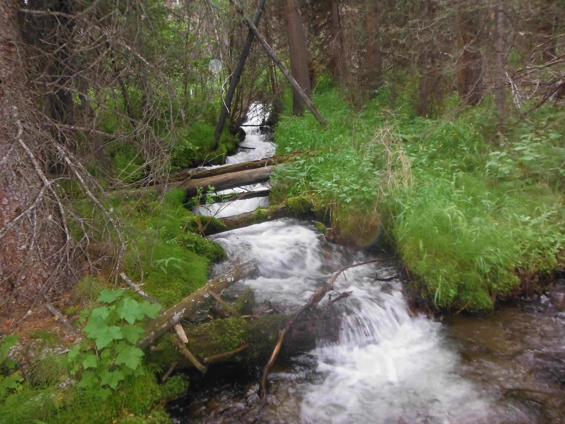 Rushing stream flows through a dense, shaded forest with fallen logs.