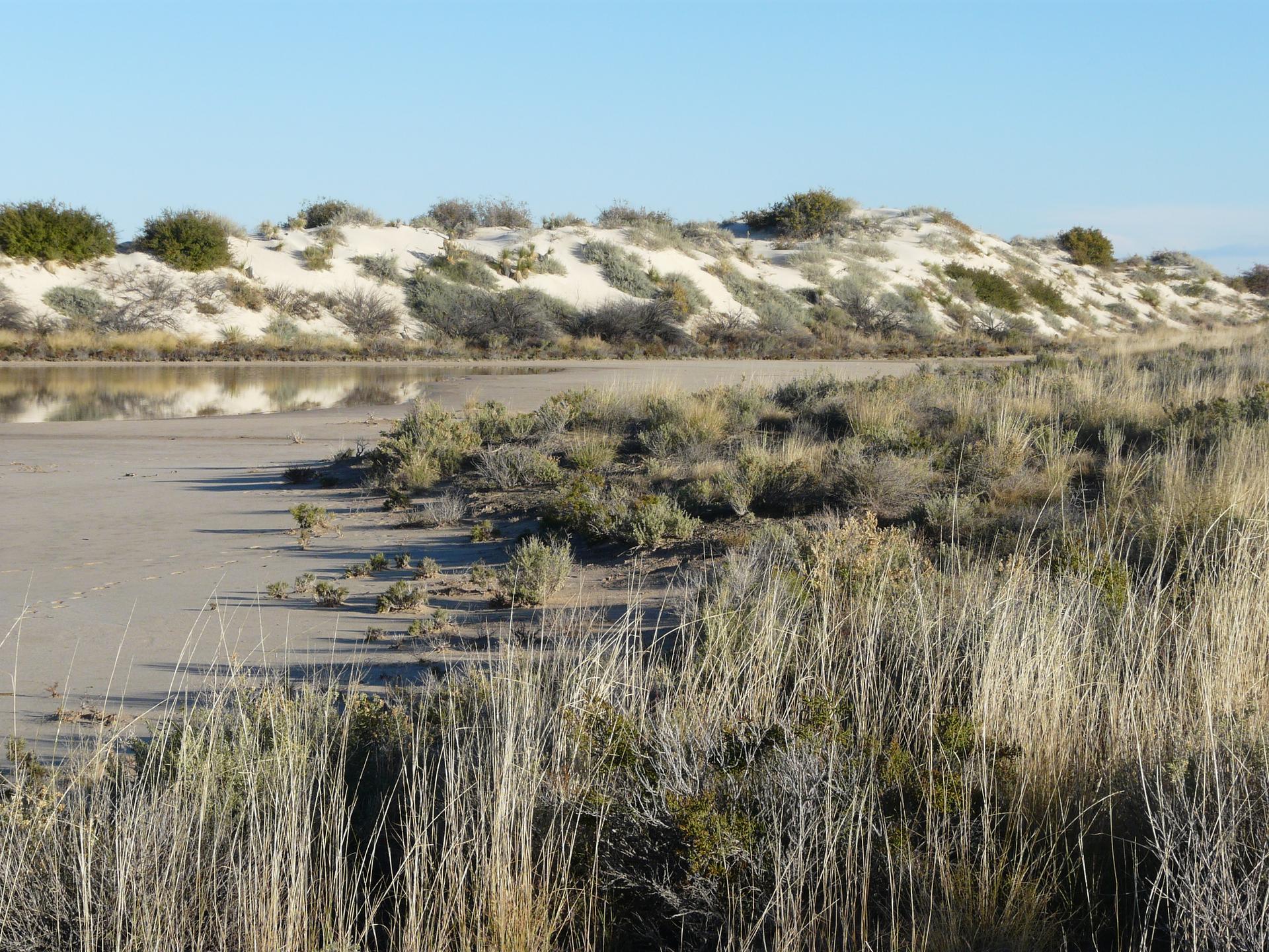 Sandy dunes and a calm body of water under a clear sky. Dry grass in foreground.